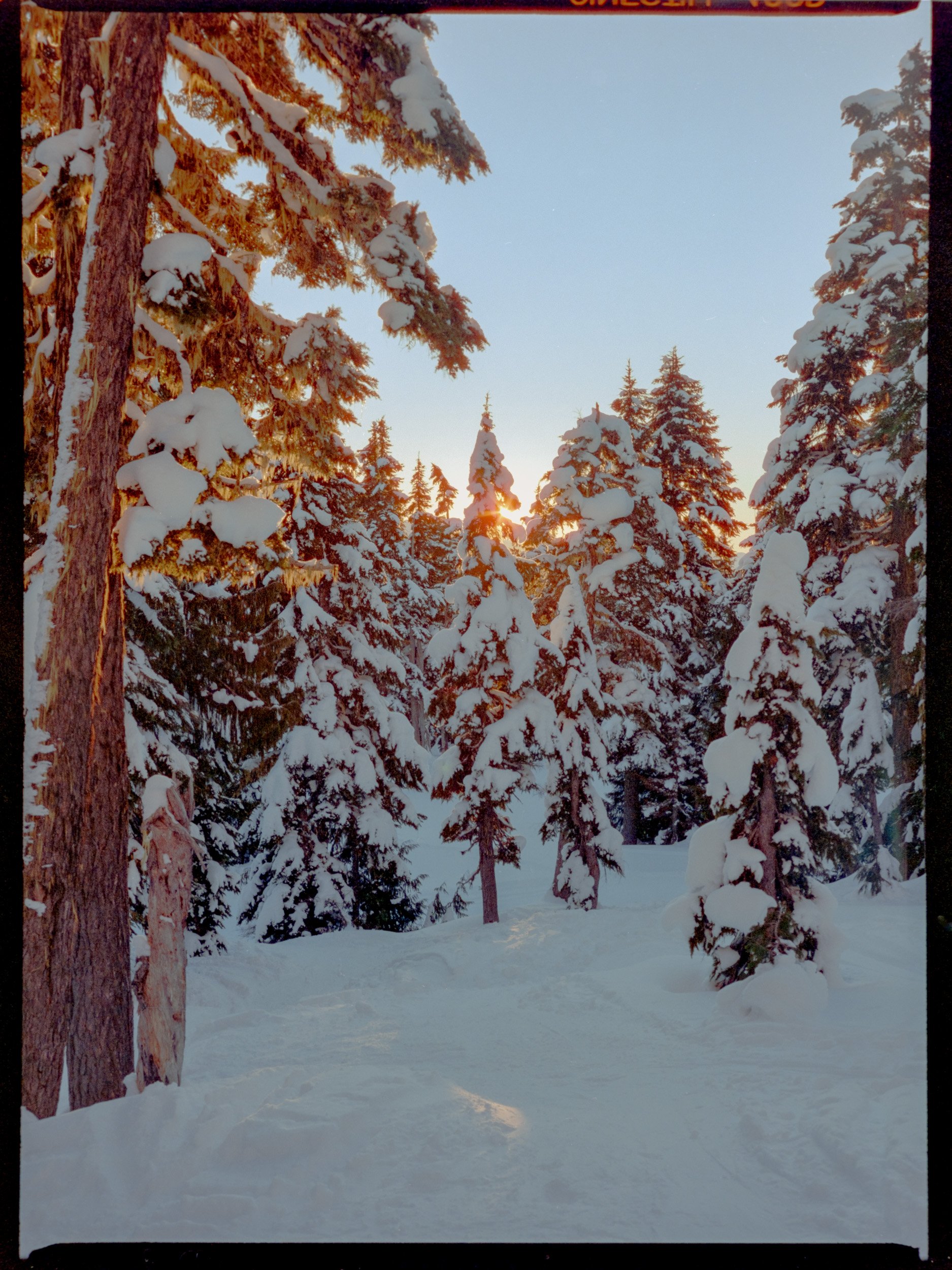 Snow-covered pine trees in a winter forest at sunset.