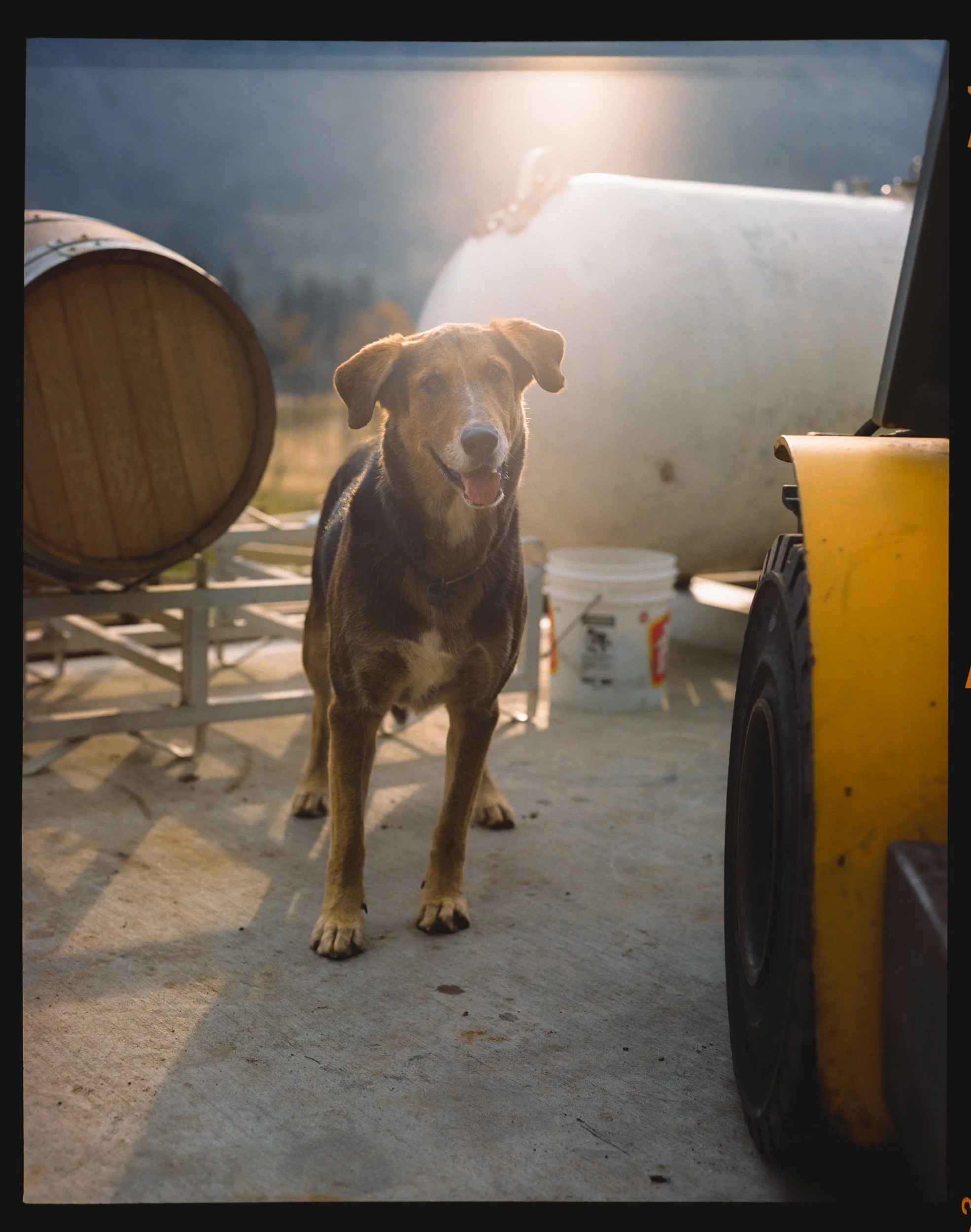 A happy brown and black dog standing outdoors near a yellow equipment and large containers with sunlight shining behind.