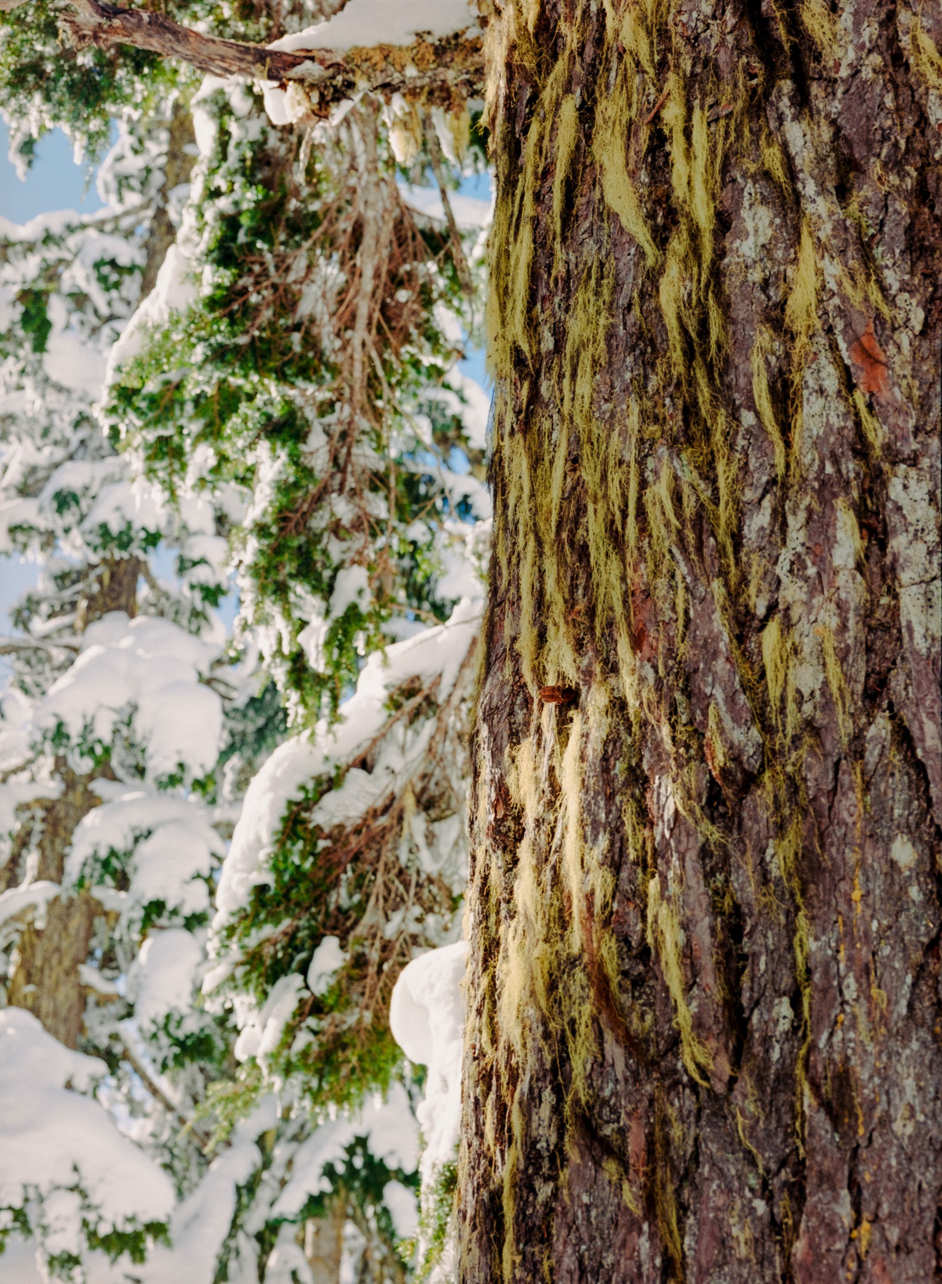Close-up of tree trunk with moss and snow-covered branches in a forest.