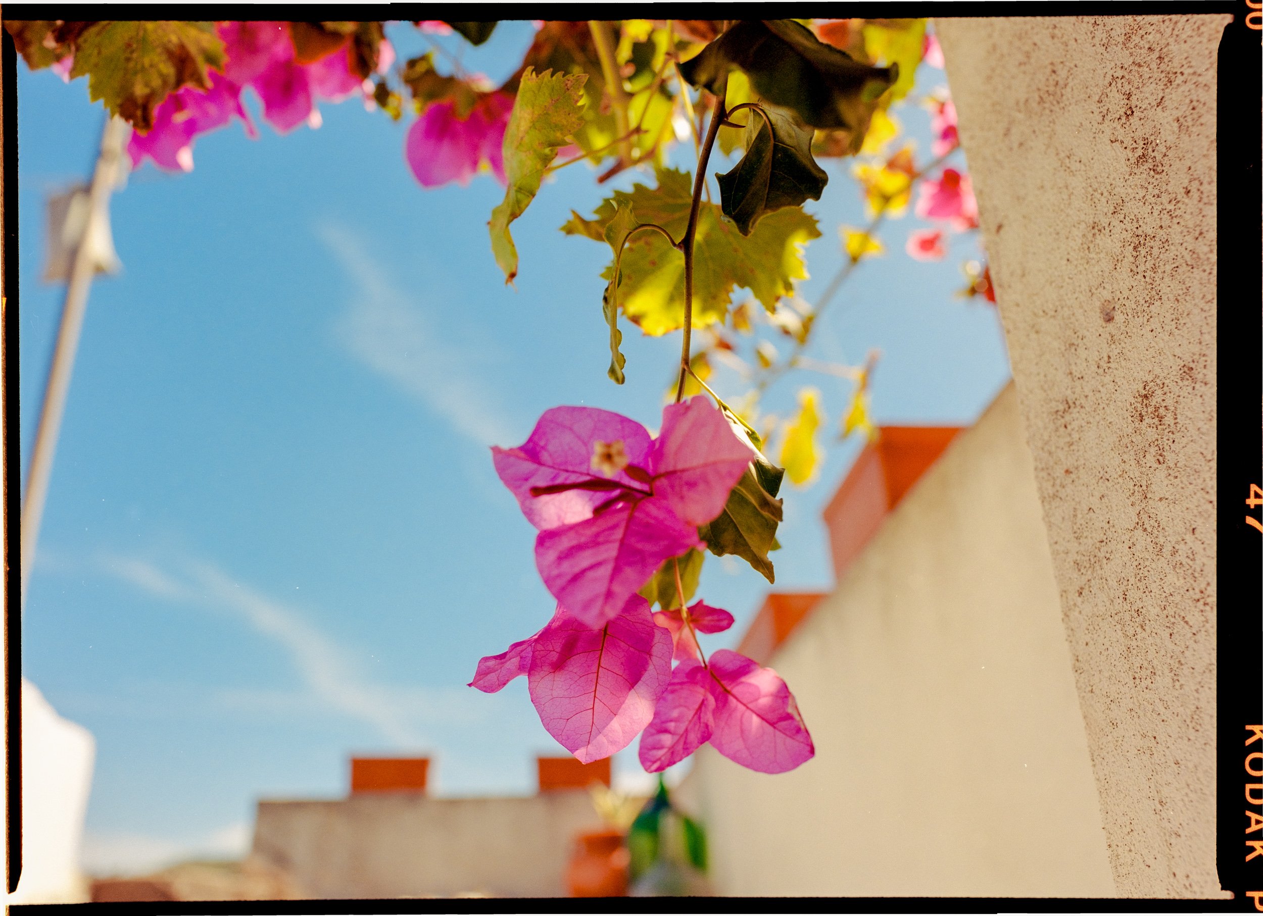 20240714_Portugal_Santa Cruz_2024_Mamiya645ProTL_Portra 4003548-Pano-positive.jpg