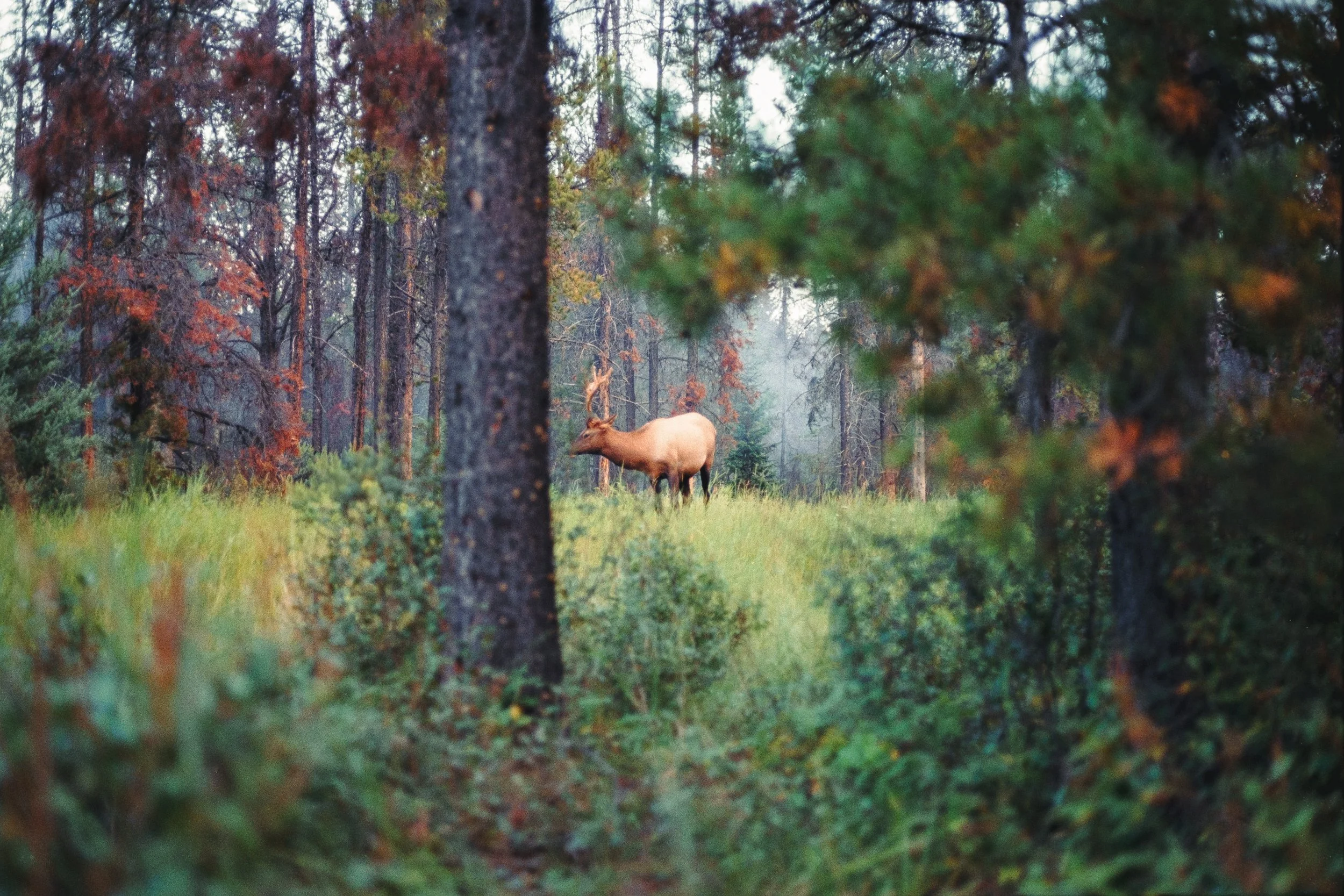 20190810_Cross Canada Trip_Canon AE-1_FujiSuperia4004058-positive.jpg