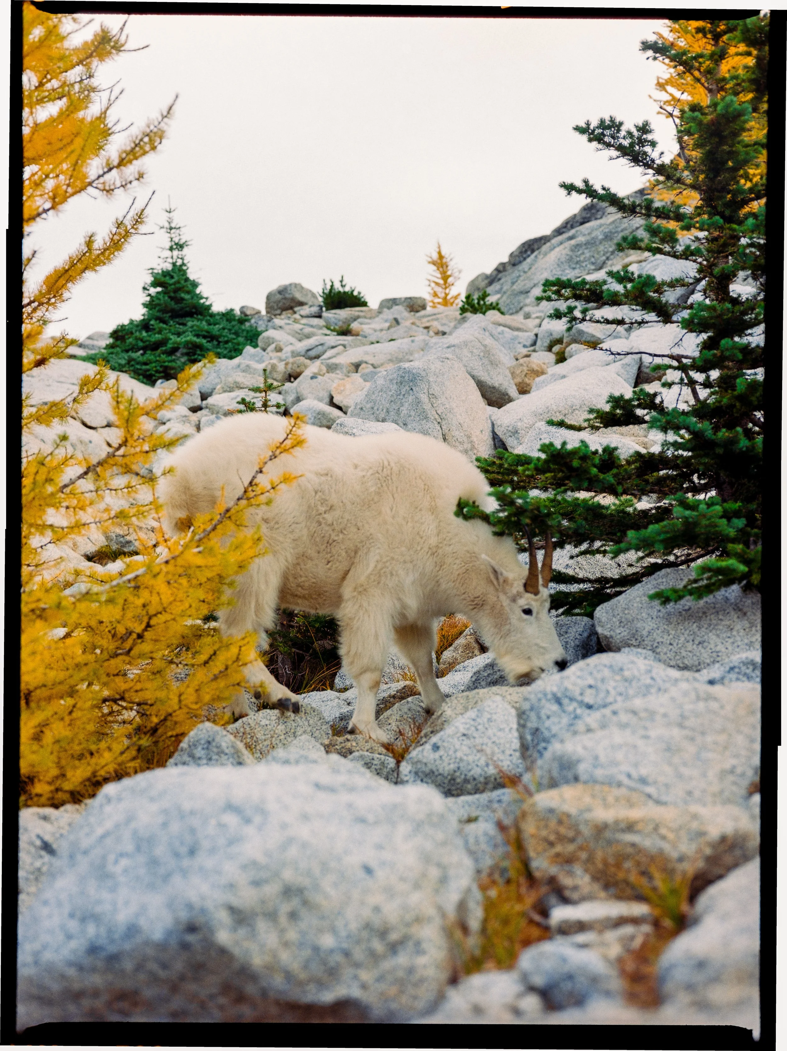 202409021_The Enchantments_2024_Mamiya645ProTL_Gold 200_3891-Pano-positive.jpg