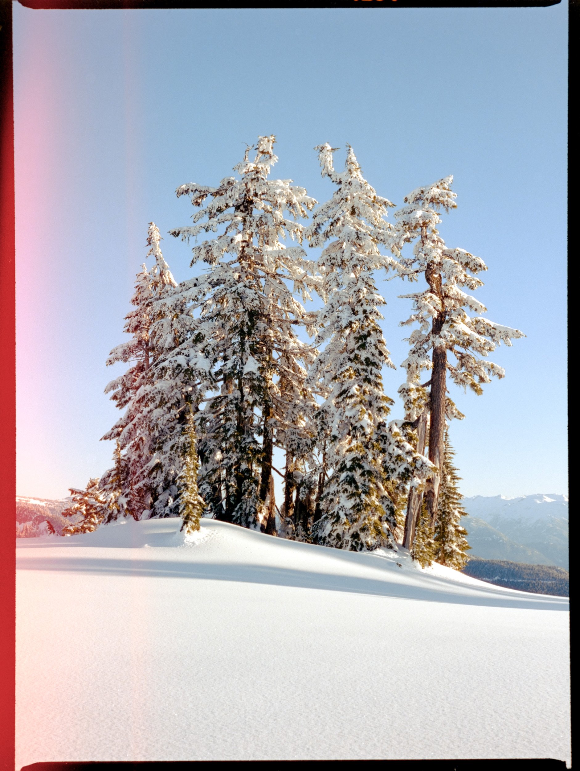 Snow-covered evergreen trees on a hilltop under a clear blue sky.