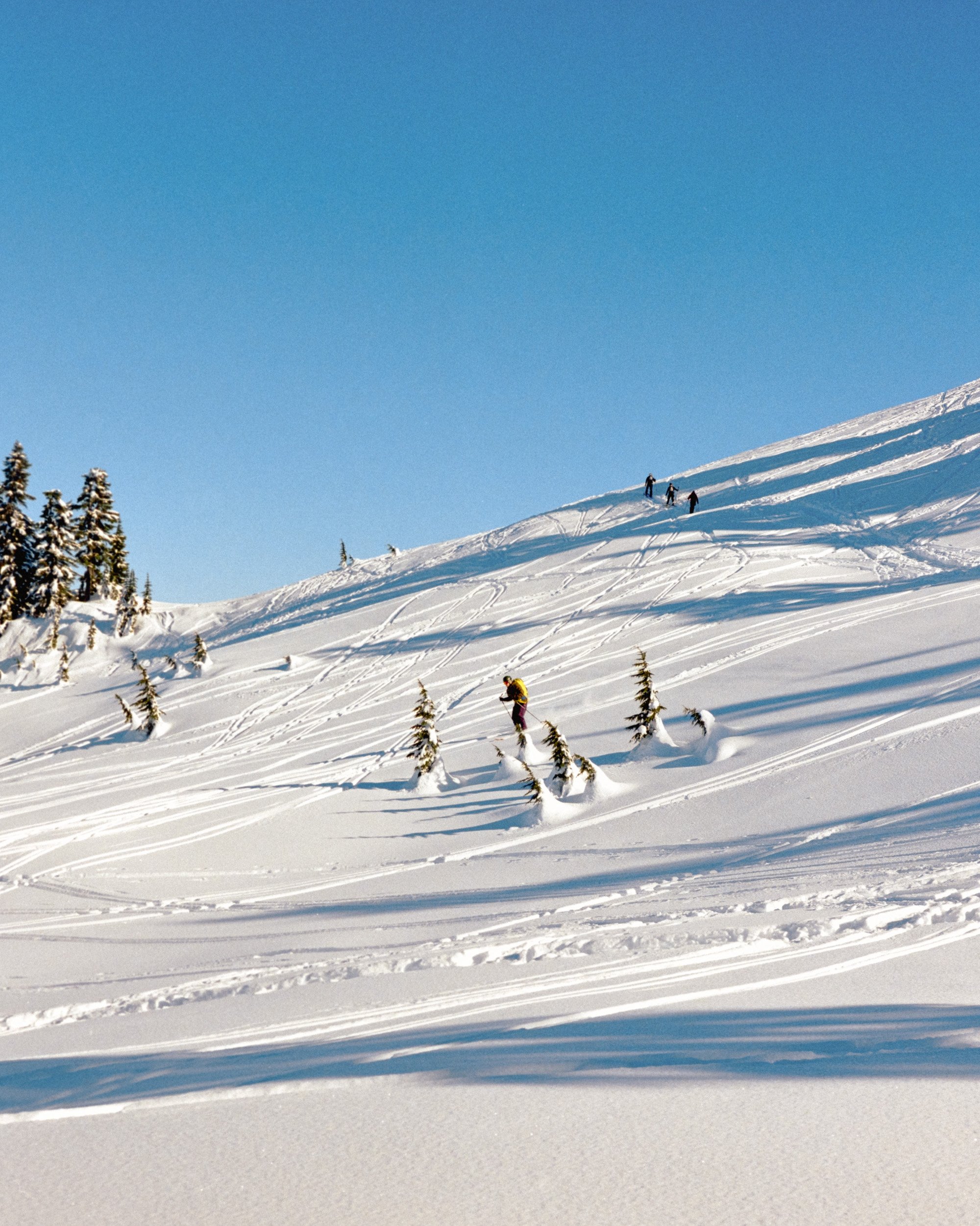 Skiers on a snowy slope with pine trees
