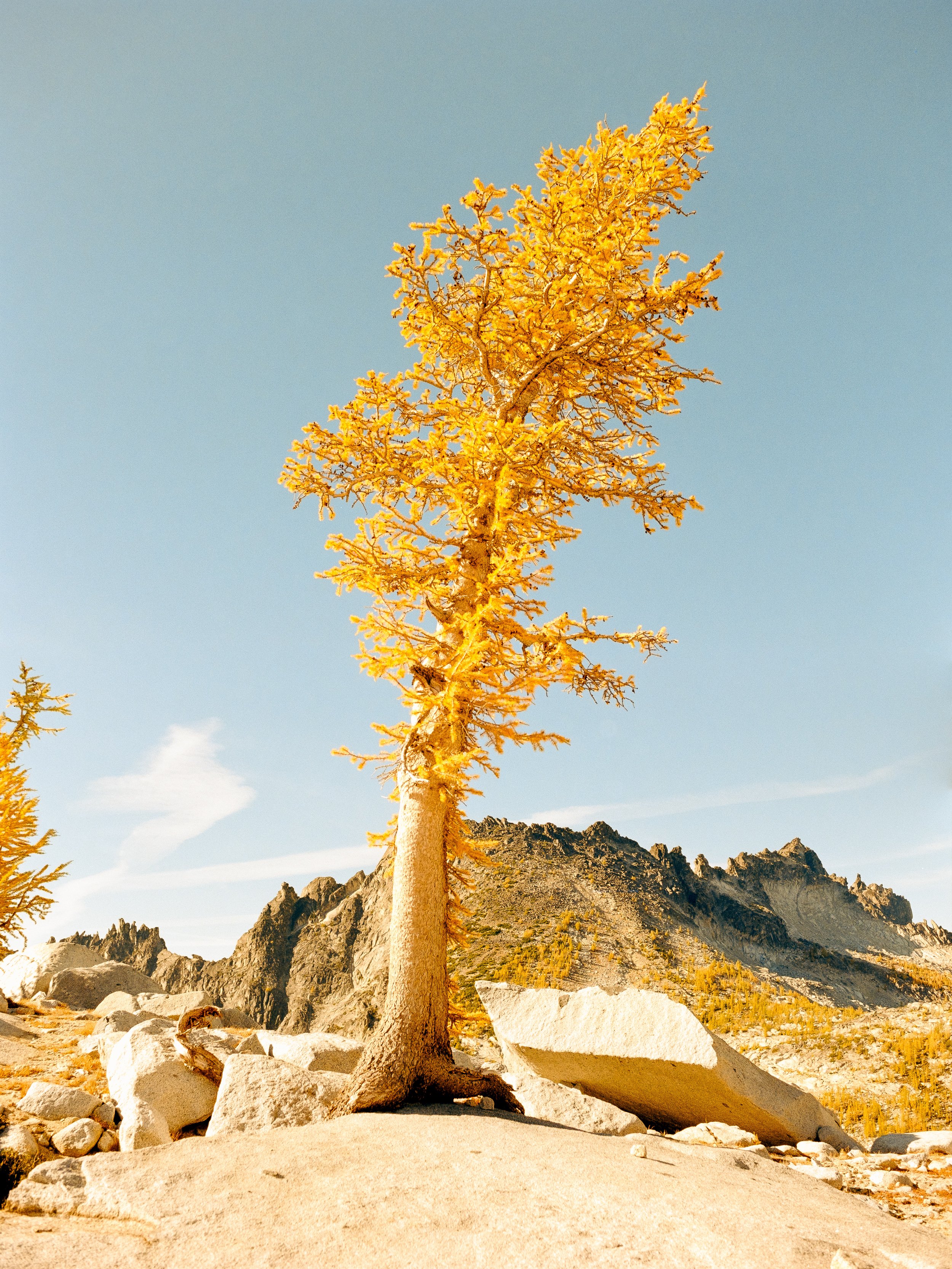 A single tree with golden-yellow leaves on a rocky mountain landscape under a clear blue sky.