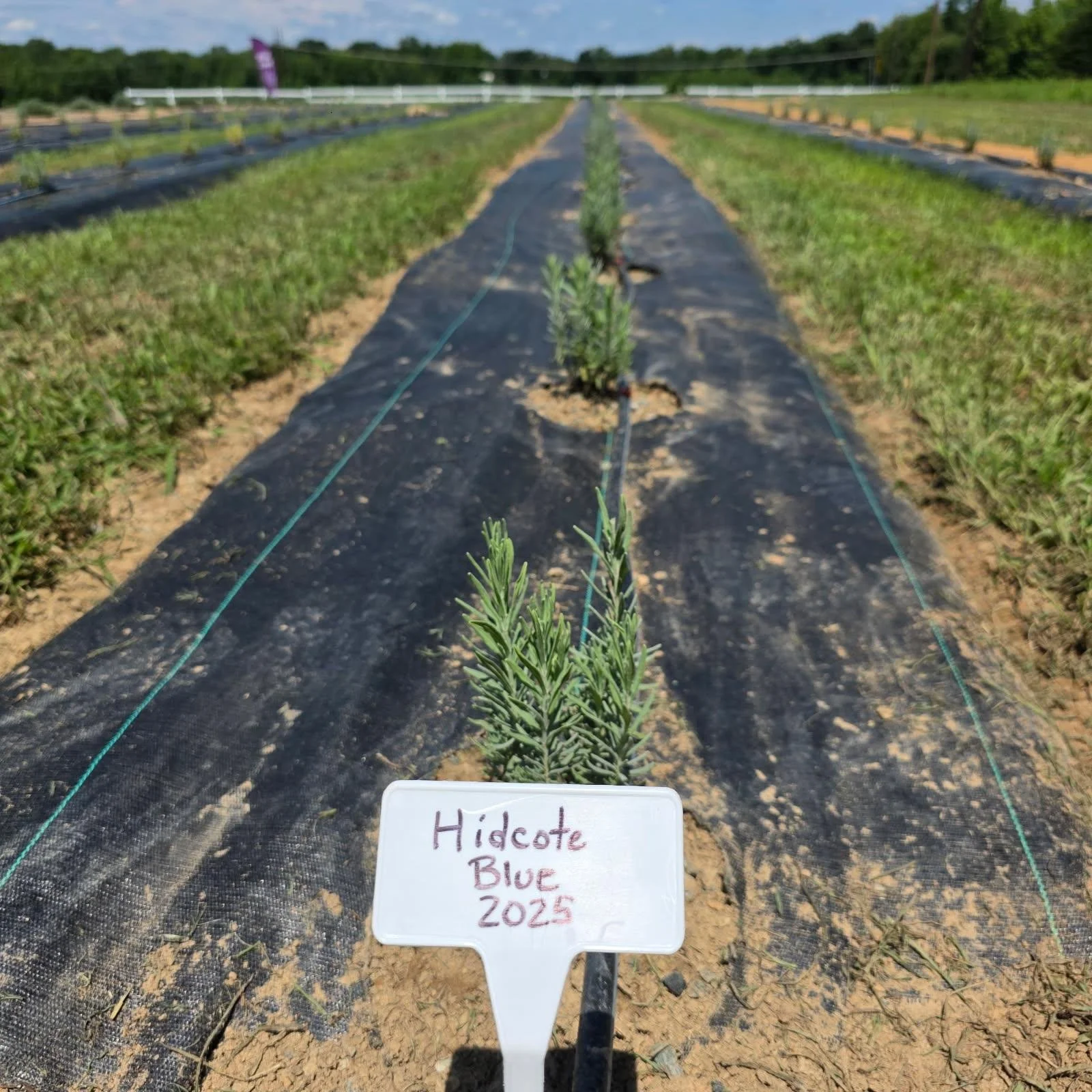 2025-07-19 Hidcote Blue - 1 month in the ground