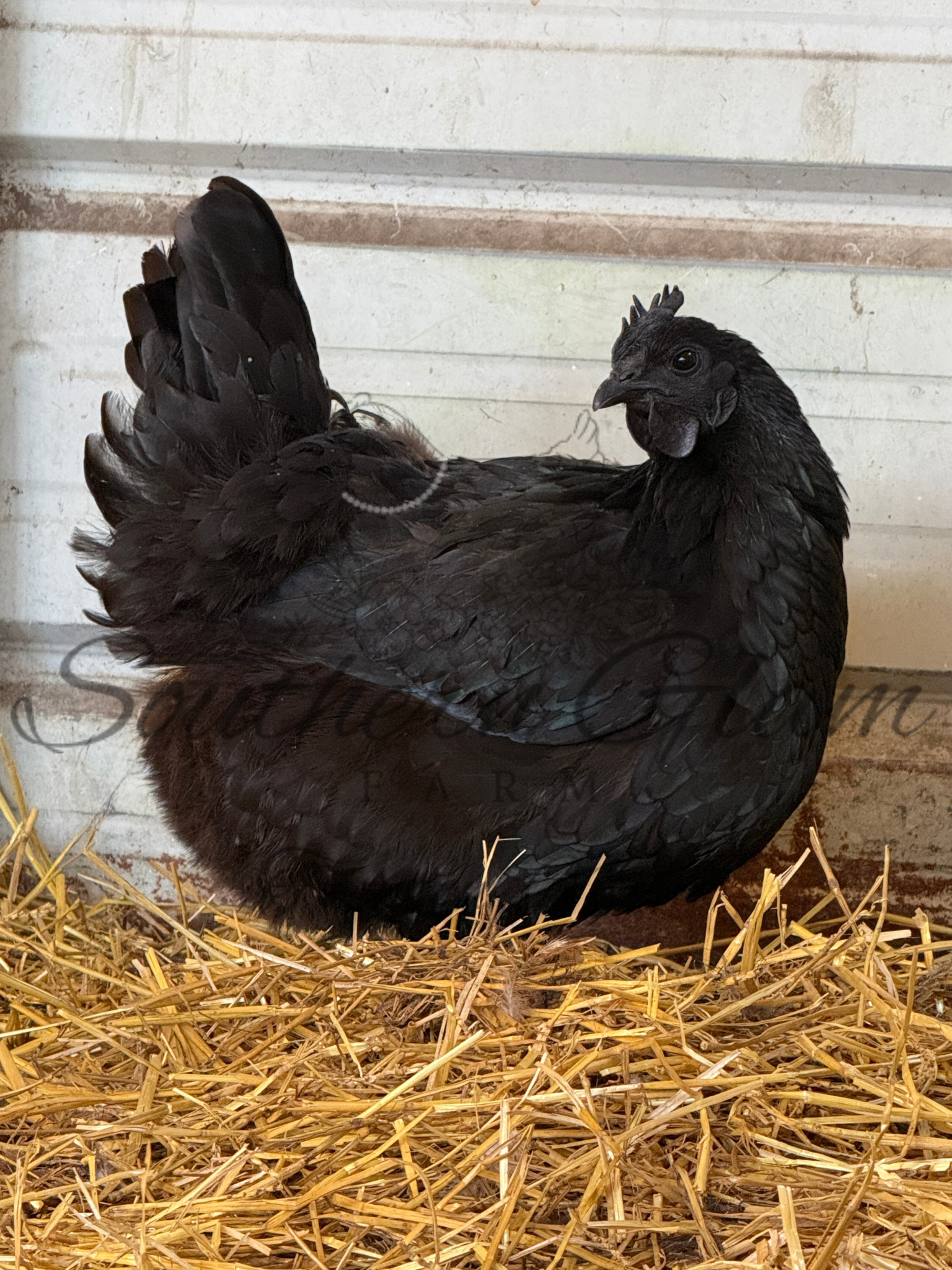 Black chicken sitting on straw inside a coop.