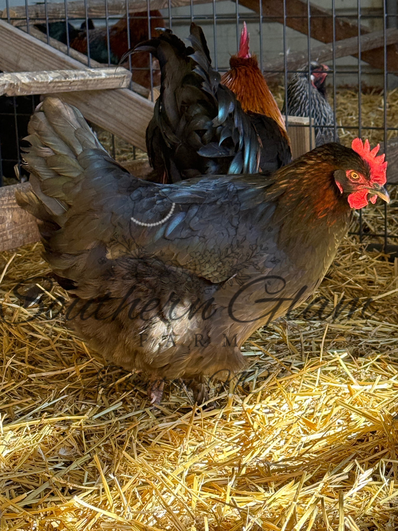 Untitled design 4.PNG