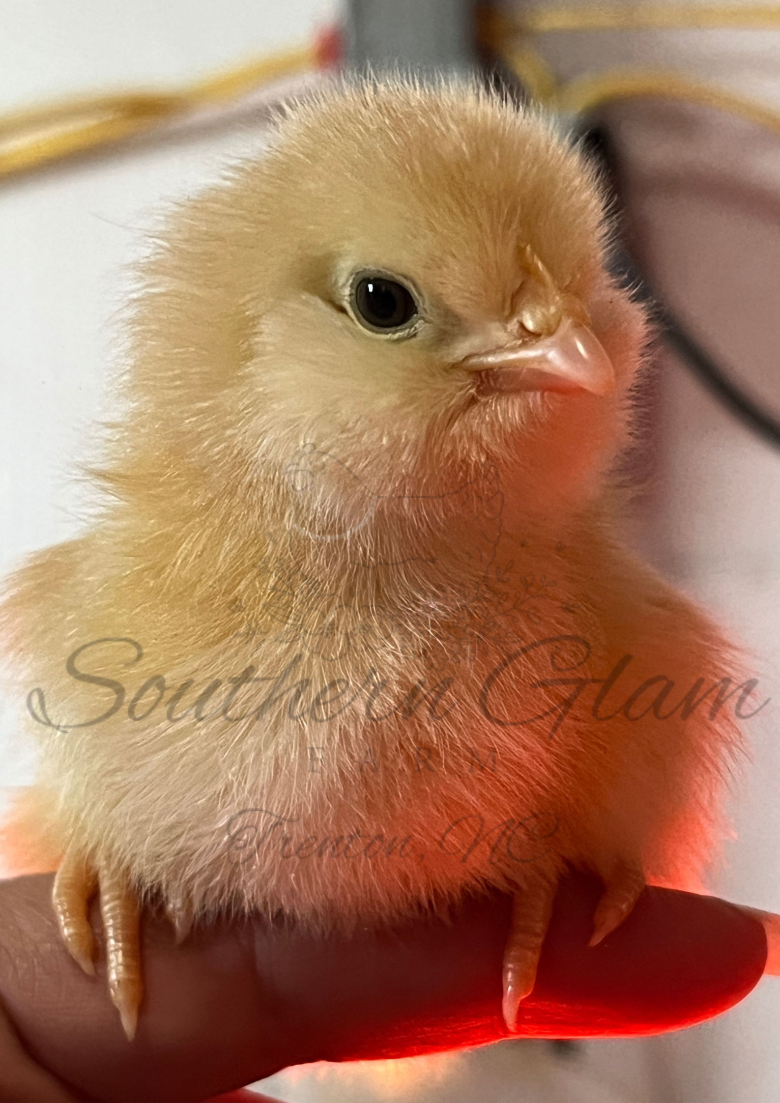 Close-up of a small, fluffy yellow chick with black eyes and a pinkish beak, perched on a person's finger with red-colored light underneath.