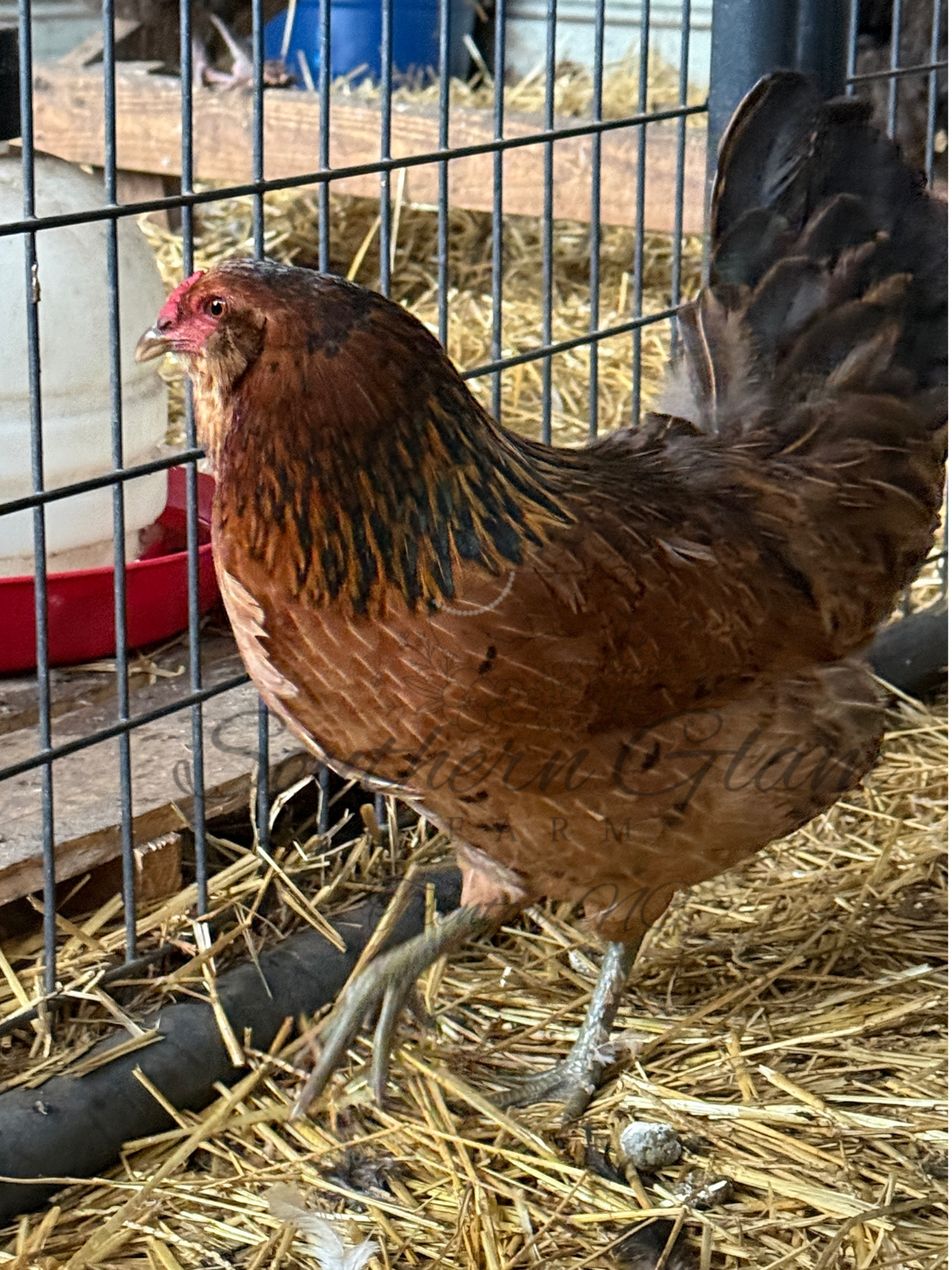 Olive Egger 3 FS.PNG