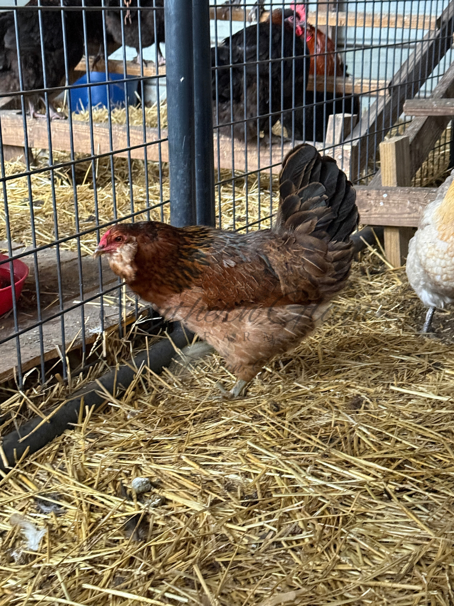 Olive Egger Laying Hen