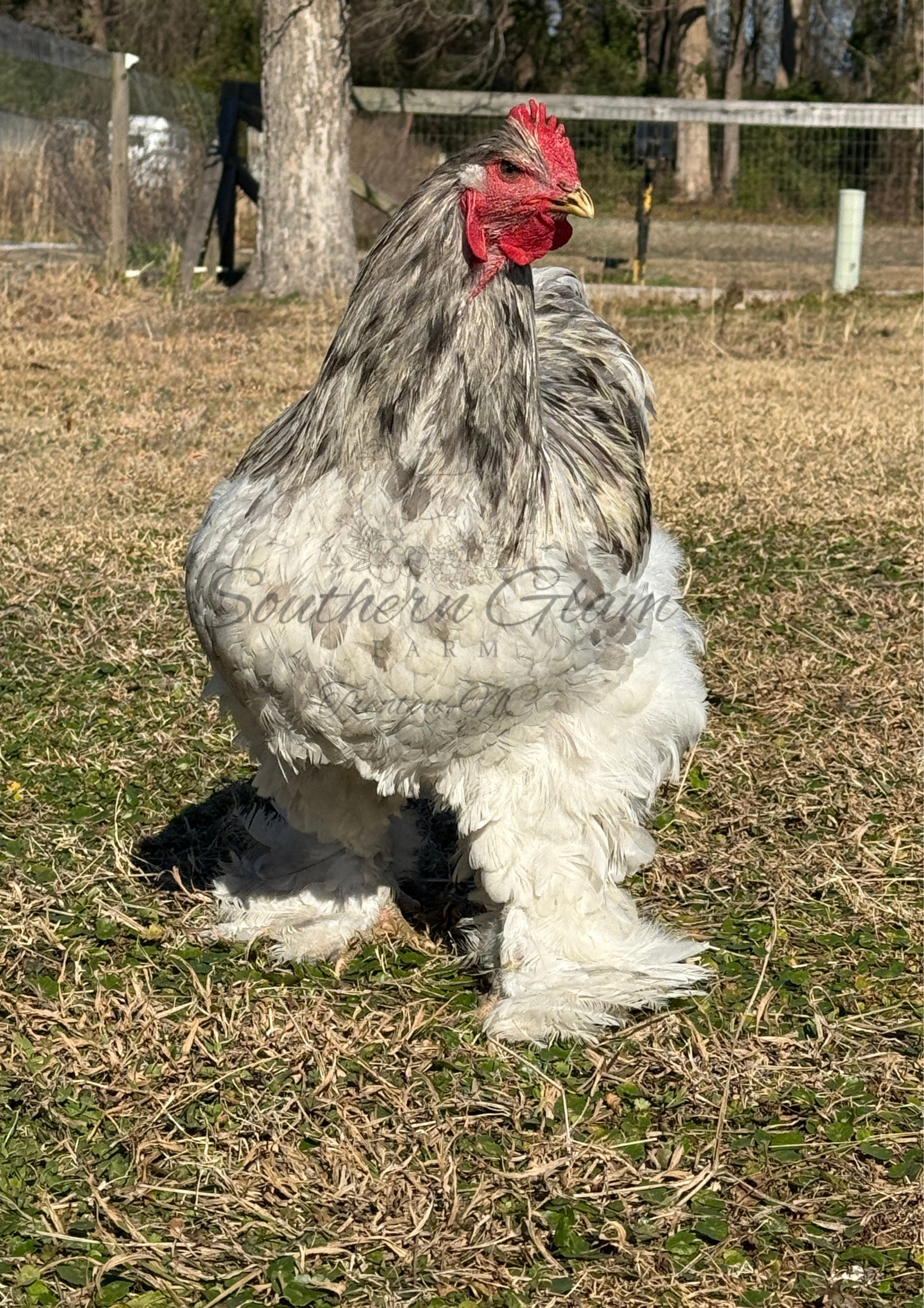 Large Fowl Cochin Hatching Eggs