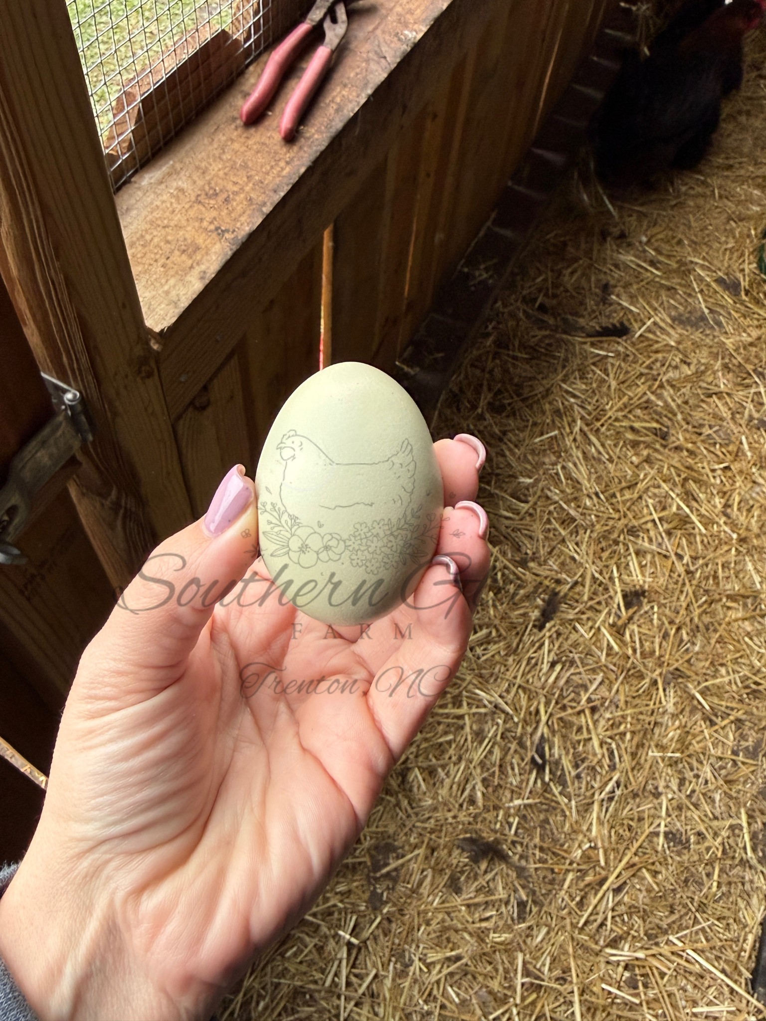 Olive Egger 1 FS.PNG