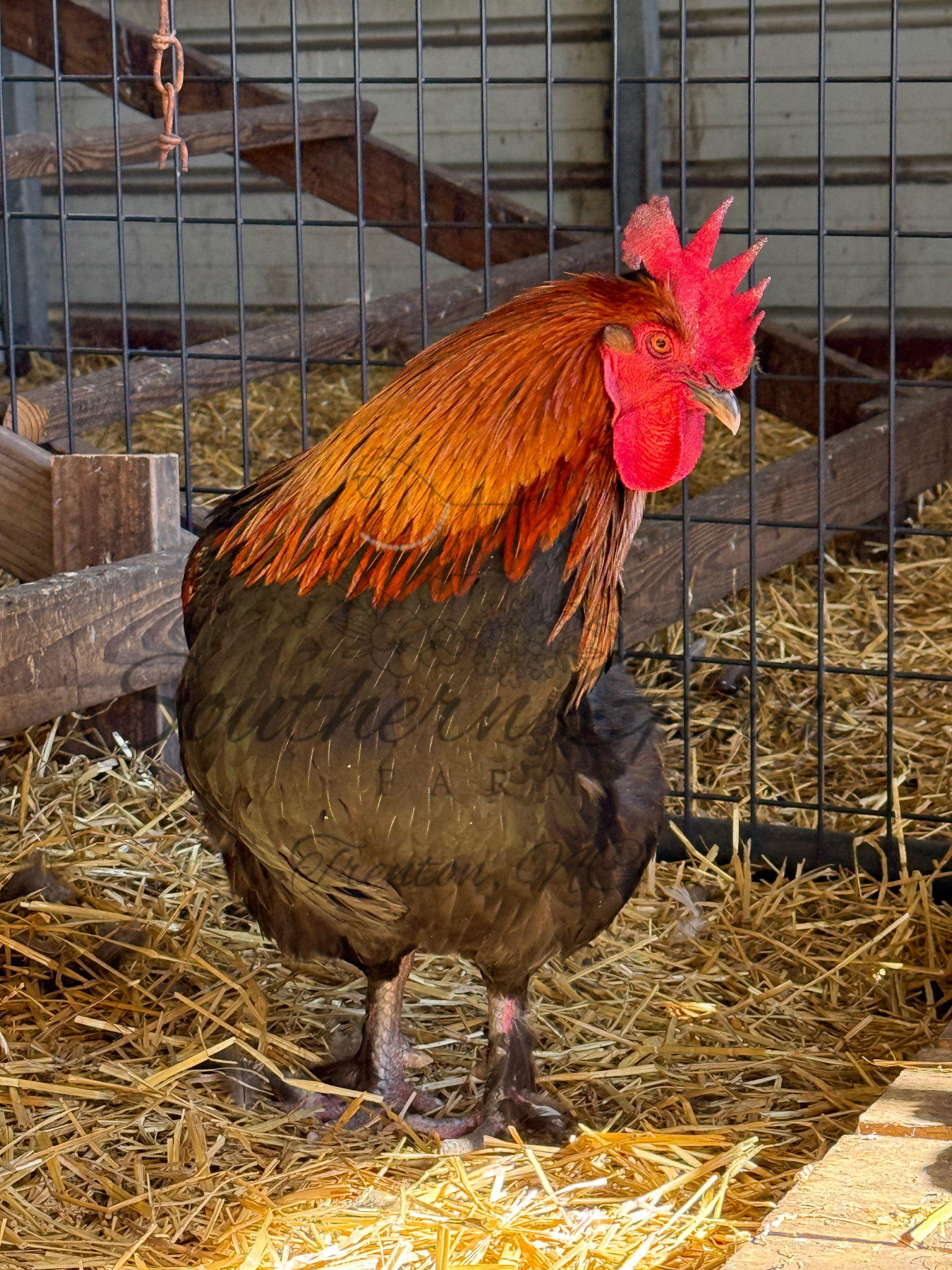 Untitled design 3.PNG