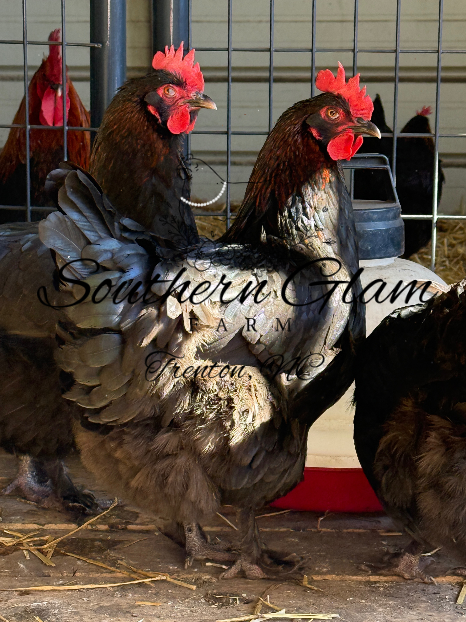 Untitled design 5.PNG