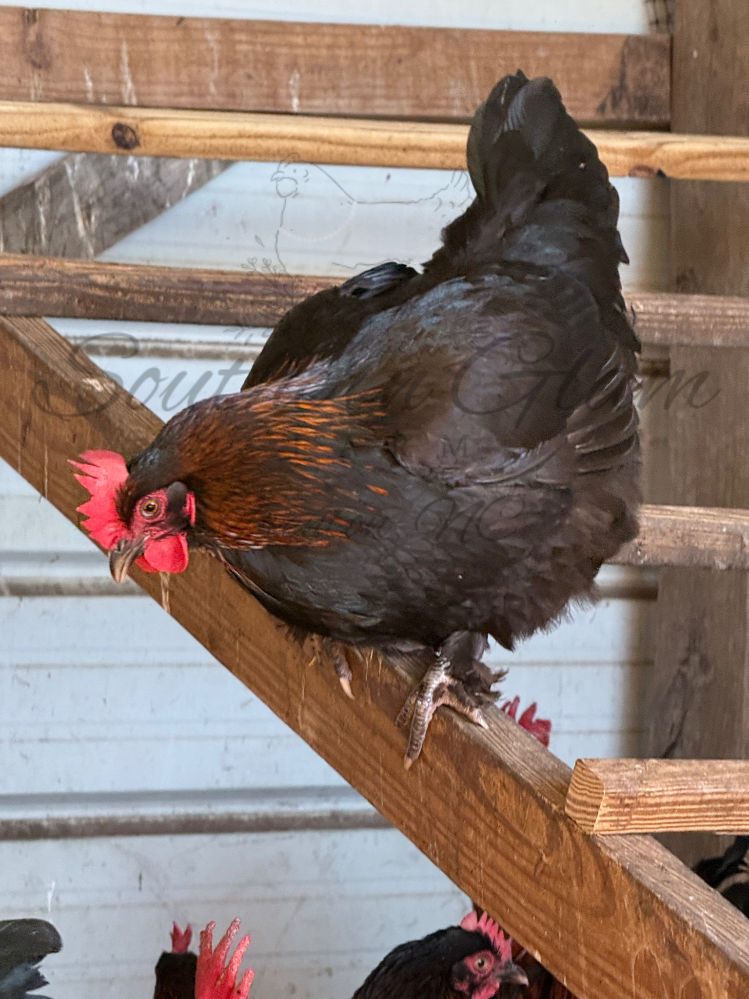 Untitled design 2.PNG