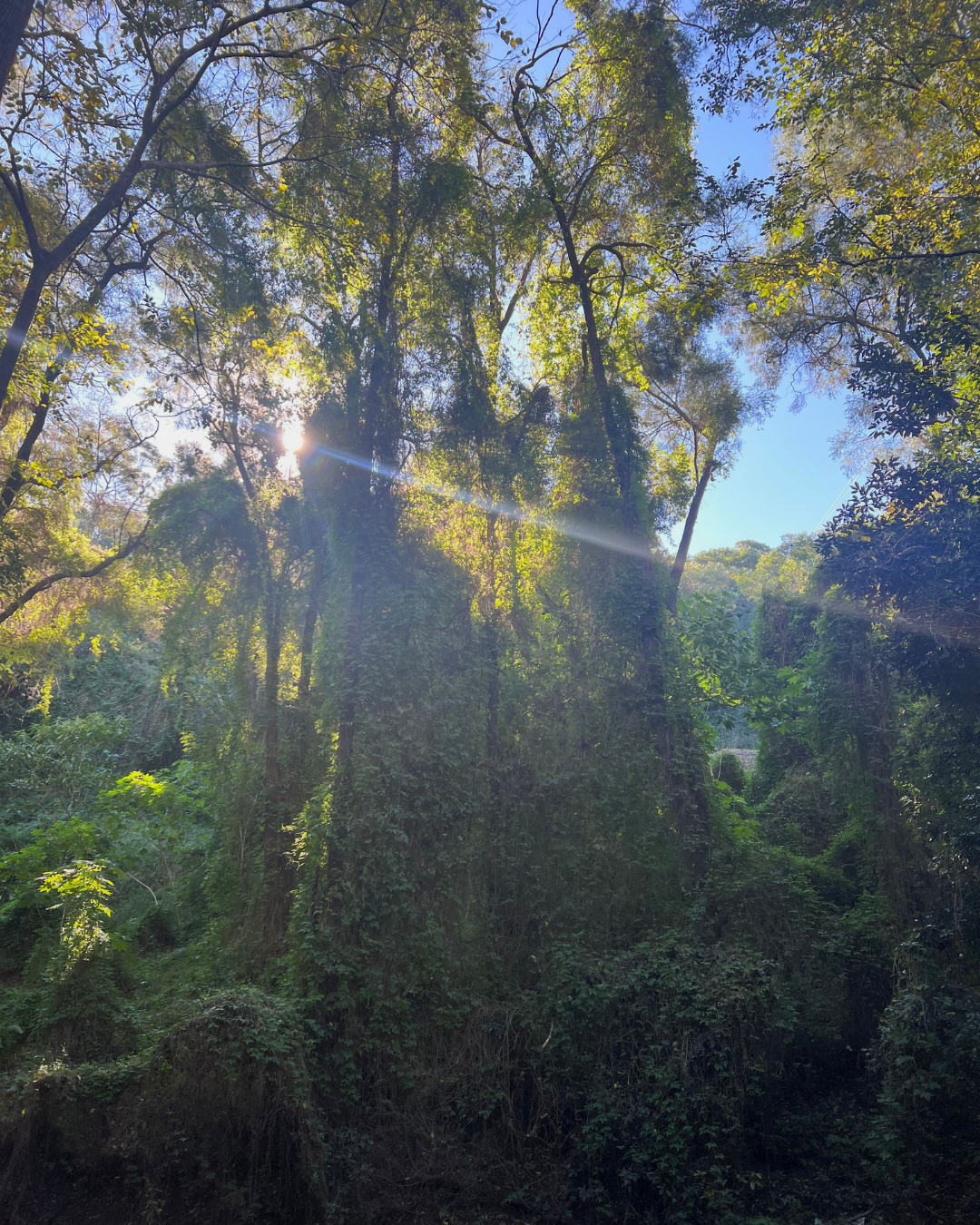 Sunshine filtering through tall trees in a dense forest with lush green foliage and a clear blue sky.