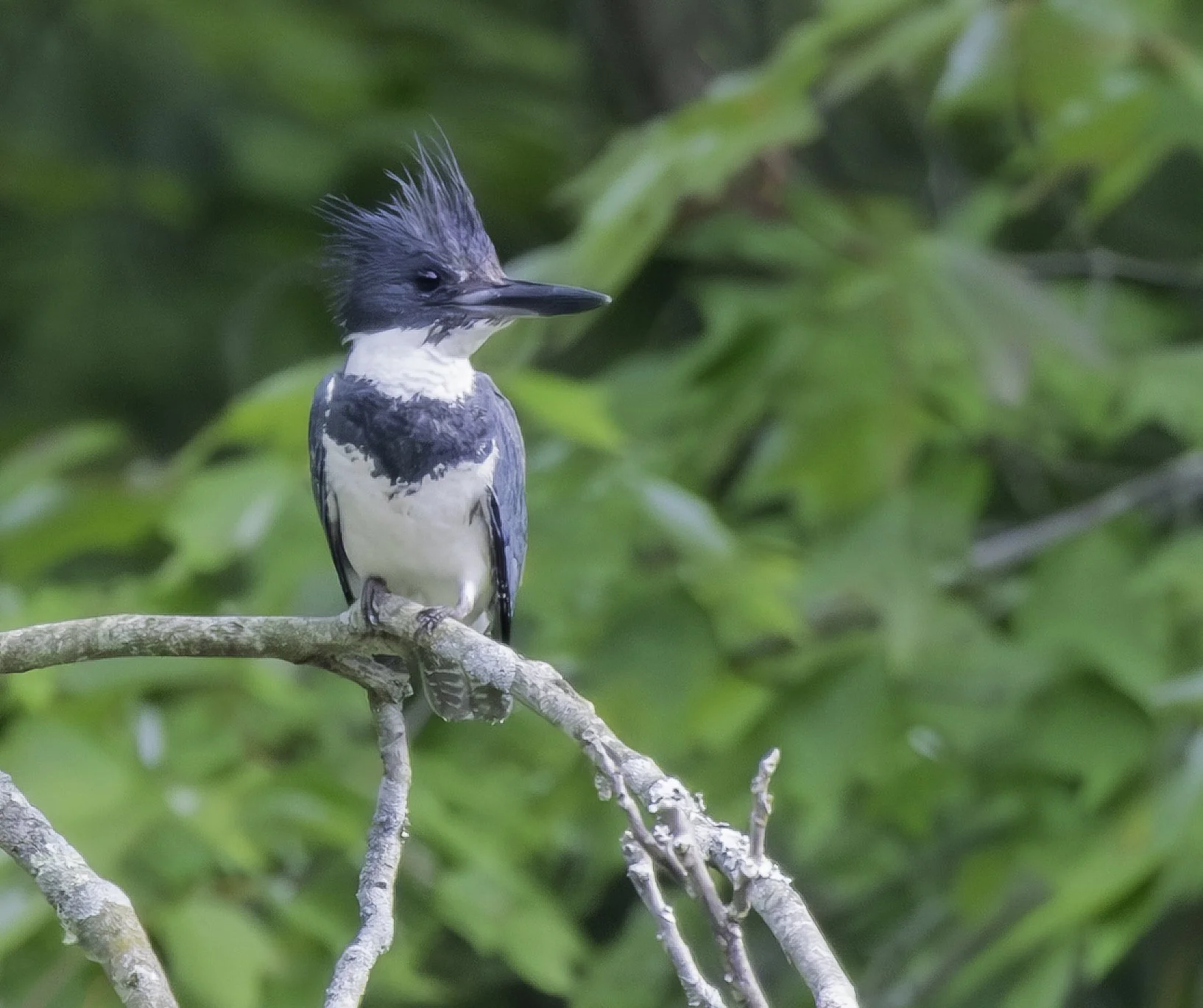 Belted Kingfisher (Megaceryle alcyon) — A raised crest and direct gaze give this riverside perch a strong sense of character.