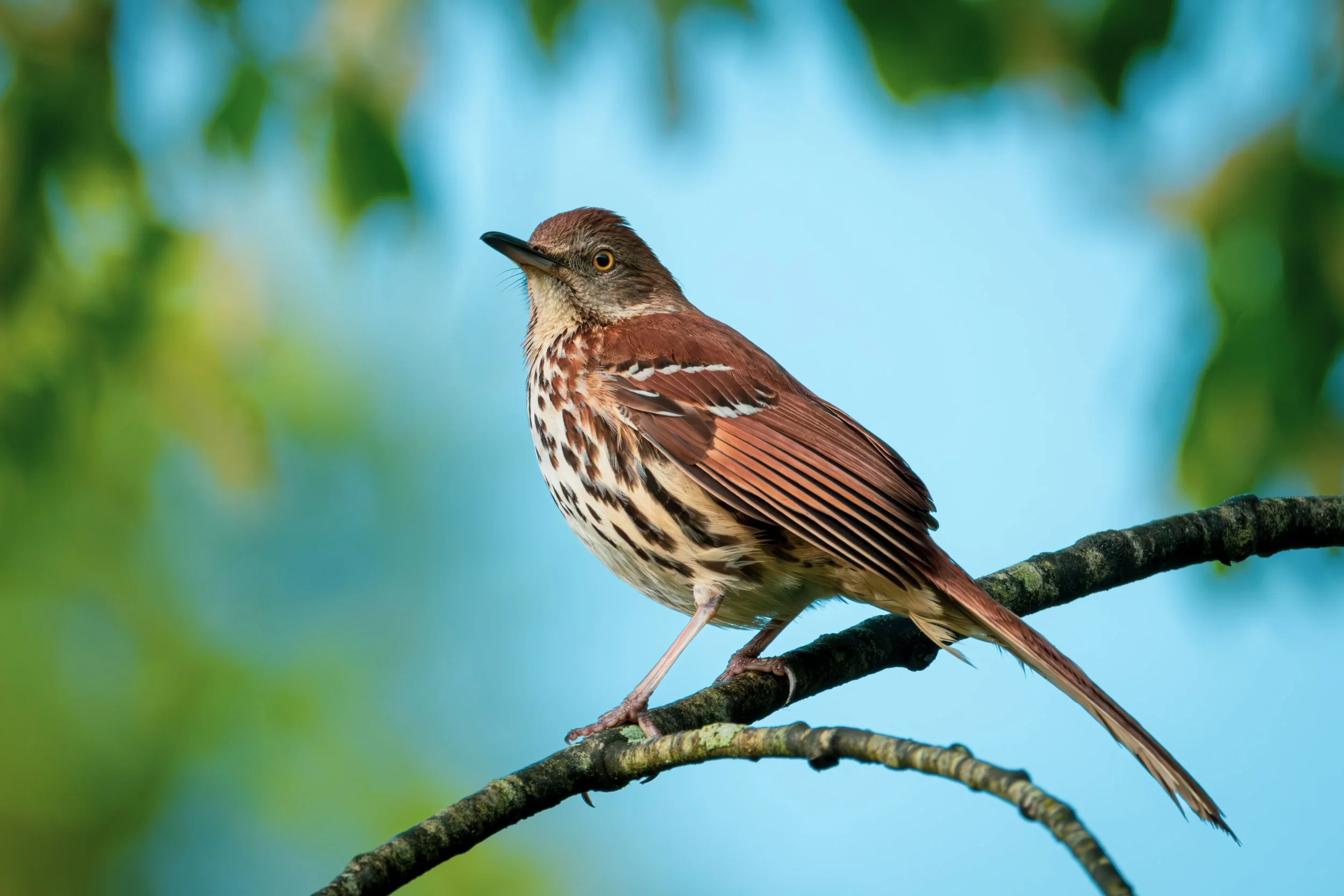 Brown Thrasher (Toxostoma rufum) — A curved bill, clear eye, and streaked breast make an expressive woodland portrait.