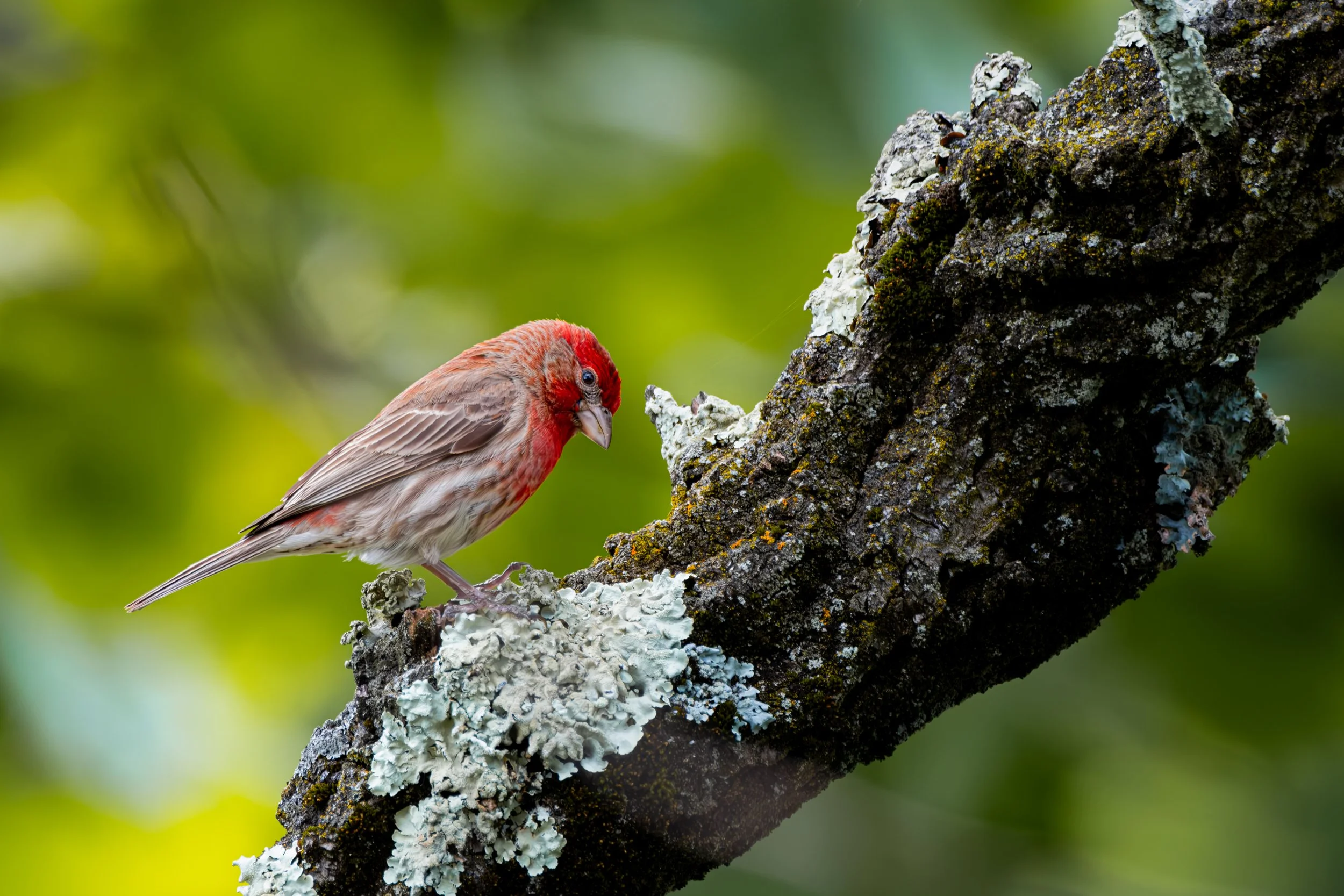 A small red bird with brown and red feathers is perched on a mossy, lichen-covered tree branch, with a blurred green leafy background.