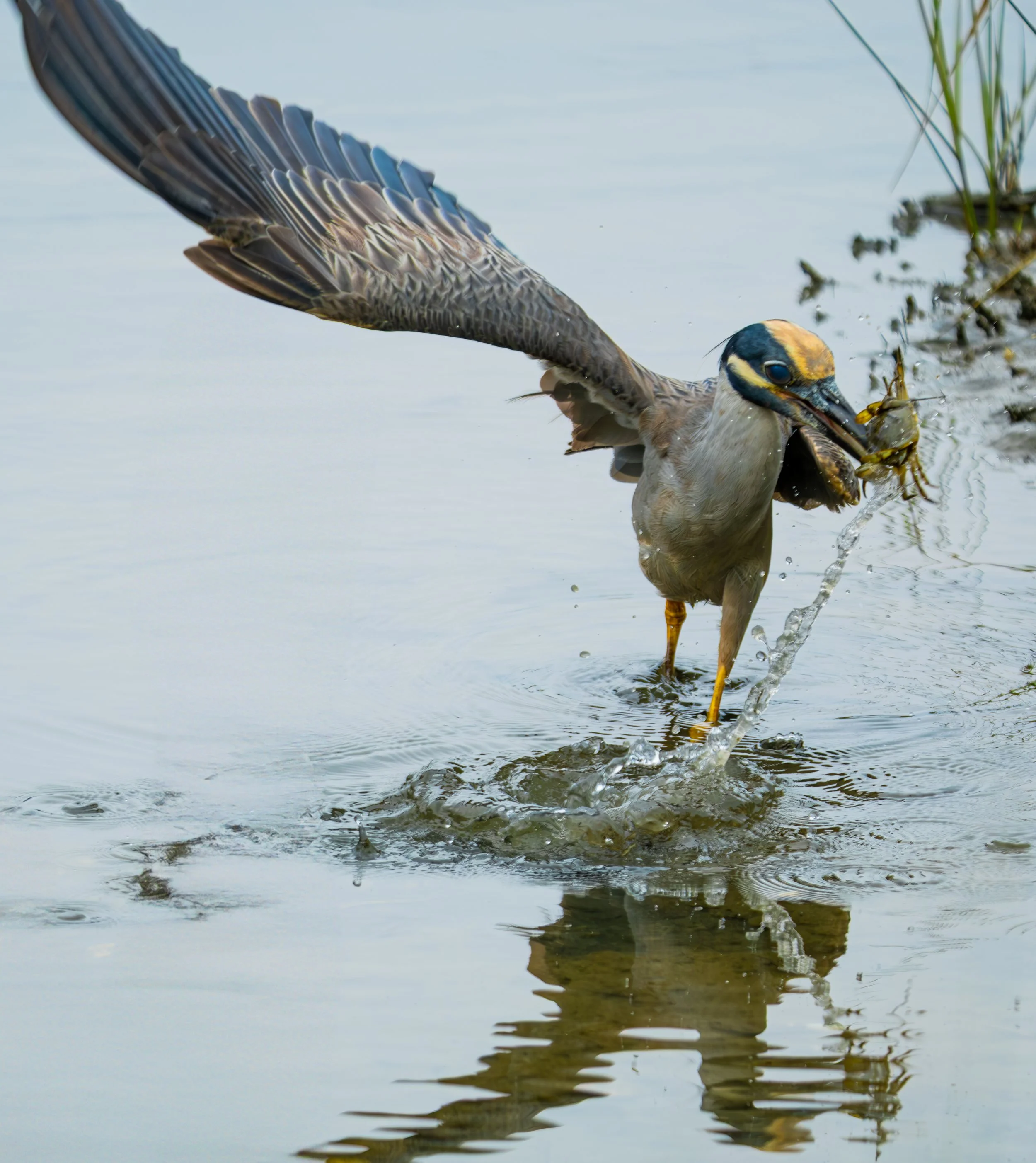 A bird catching a fish in a shallow body of water, with its wings spread and water splashing.
