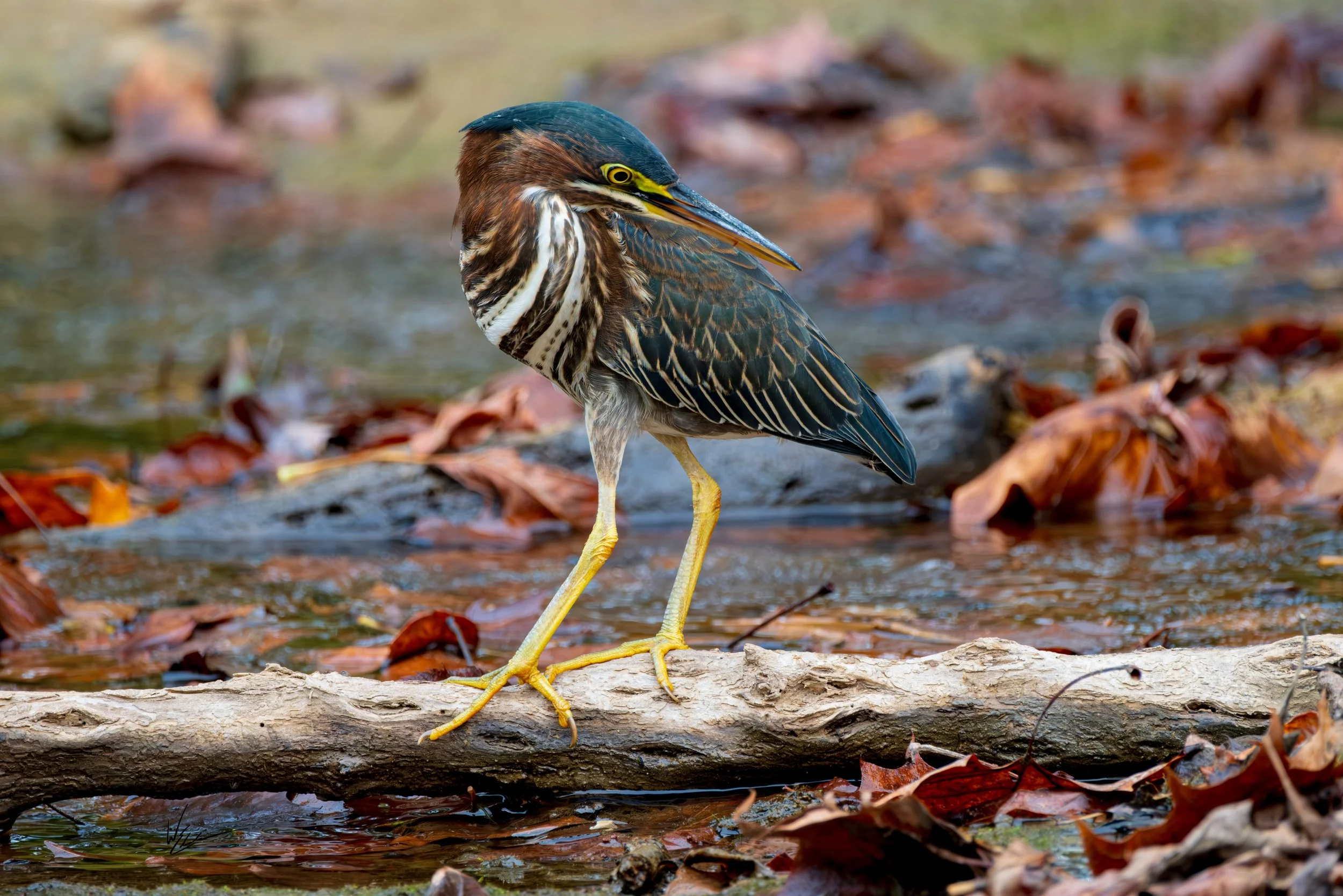 A heron standing on a fallen log in a shallow water area surrounded by fallen autumn leaves.