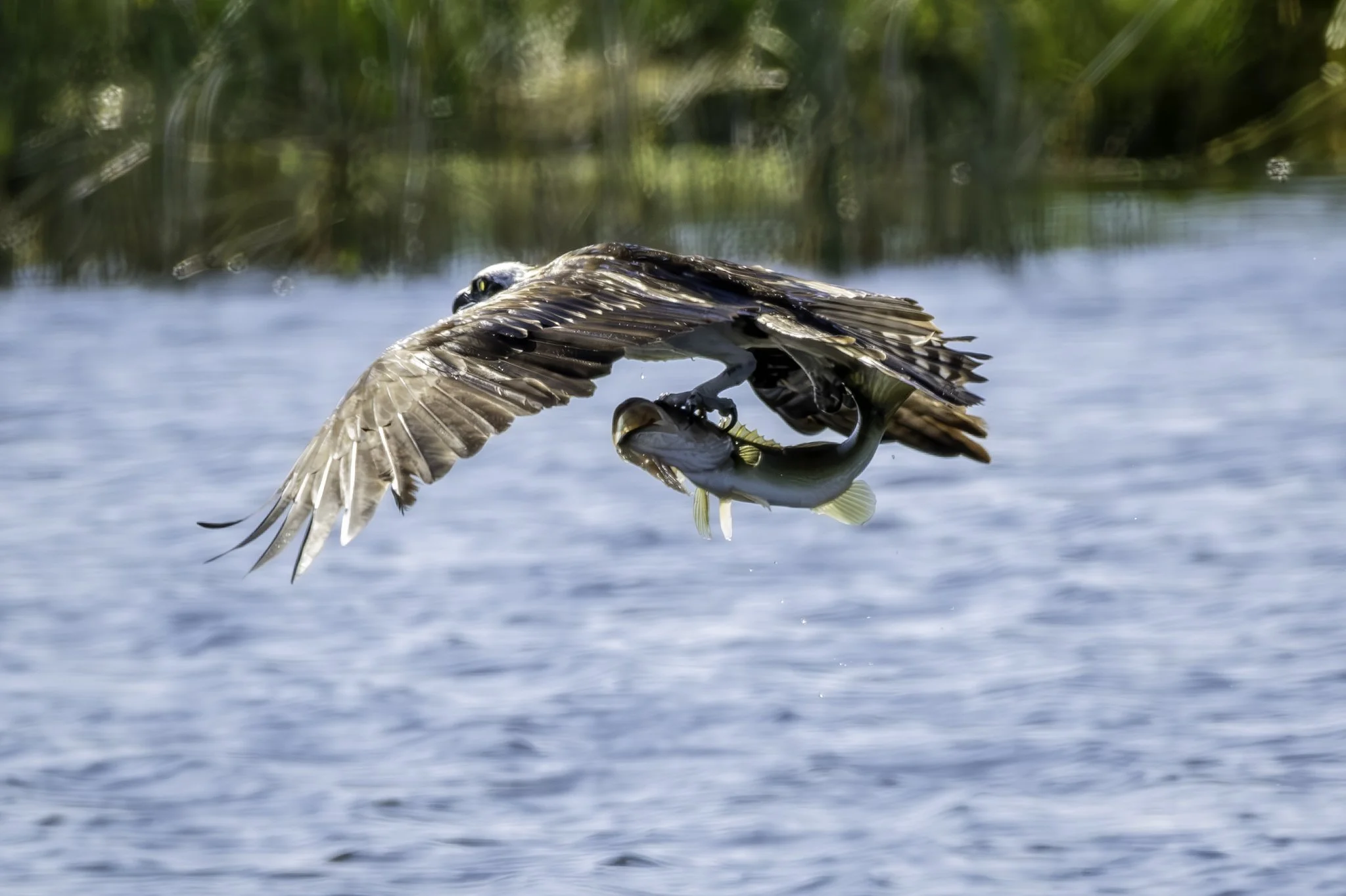 An osprey bird flying above water with a fish in its talons.