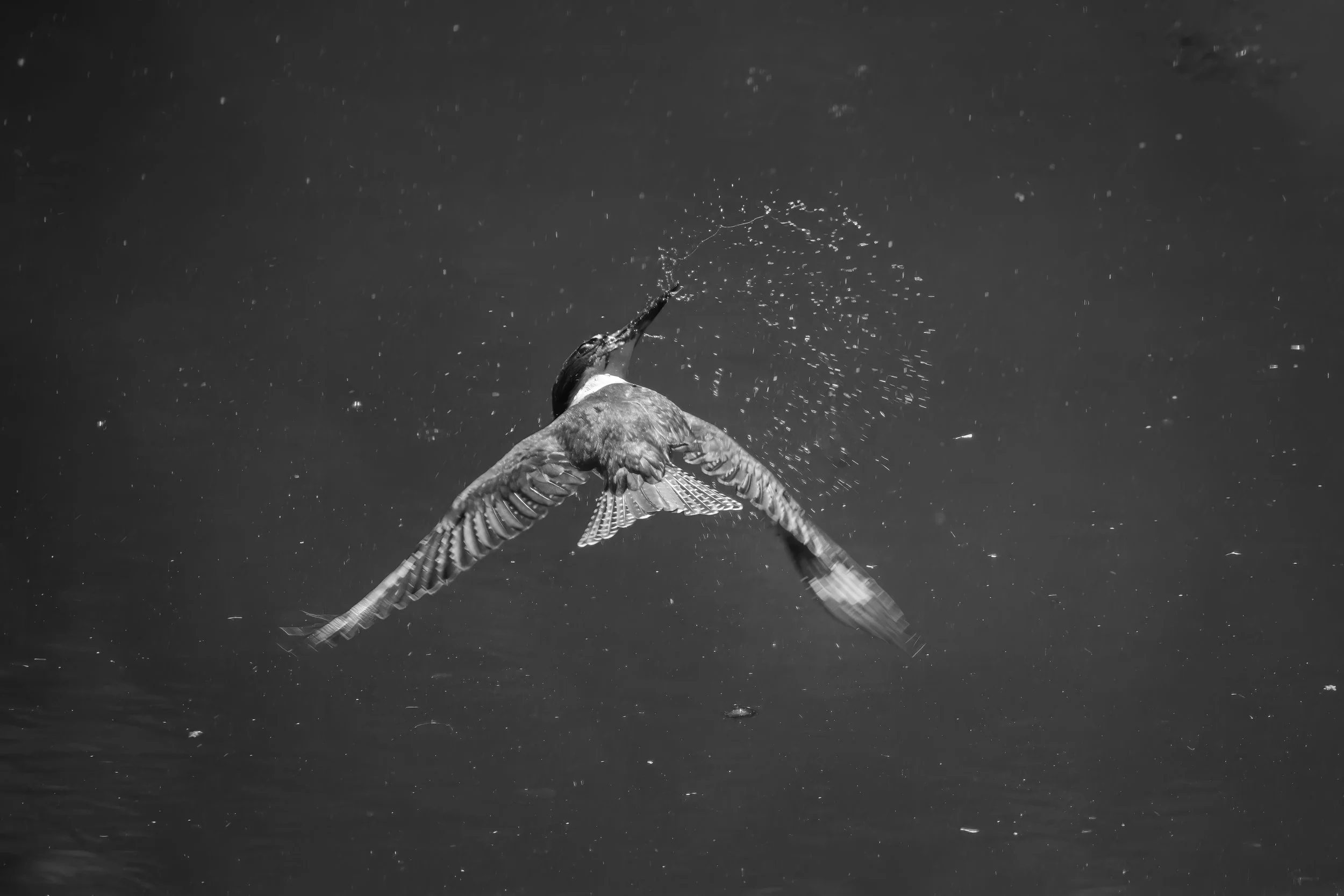 A bird catching a fish from the water with water droplets in mid-air, in black and white.