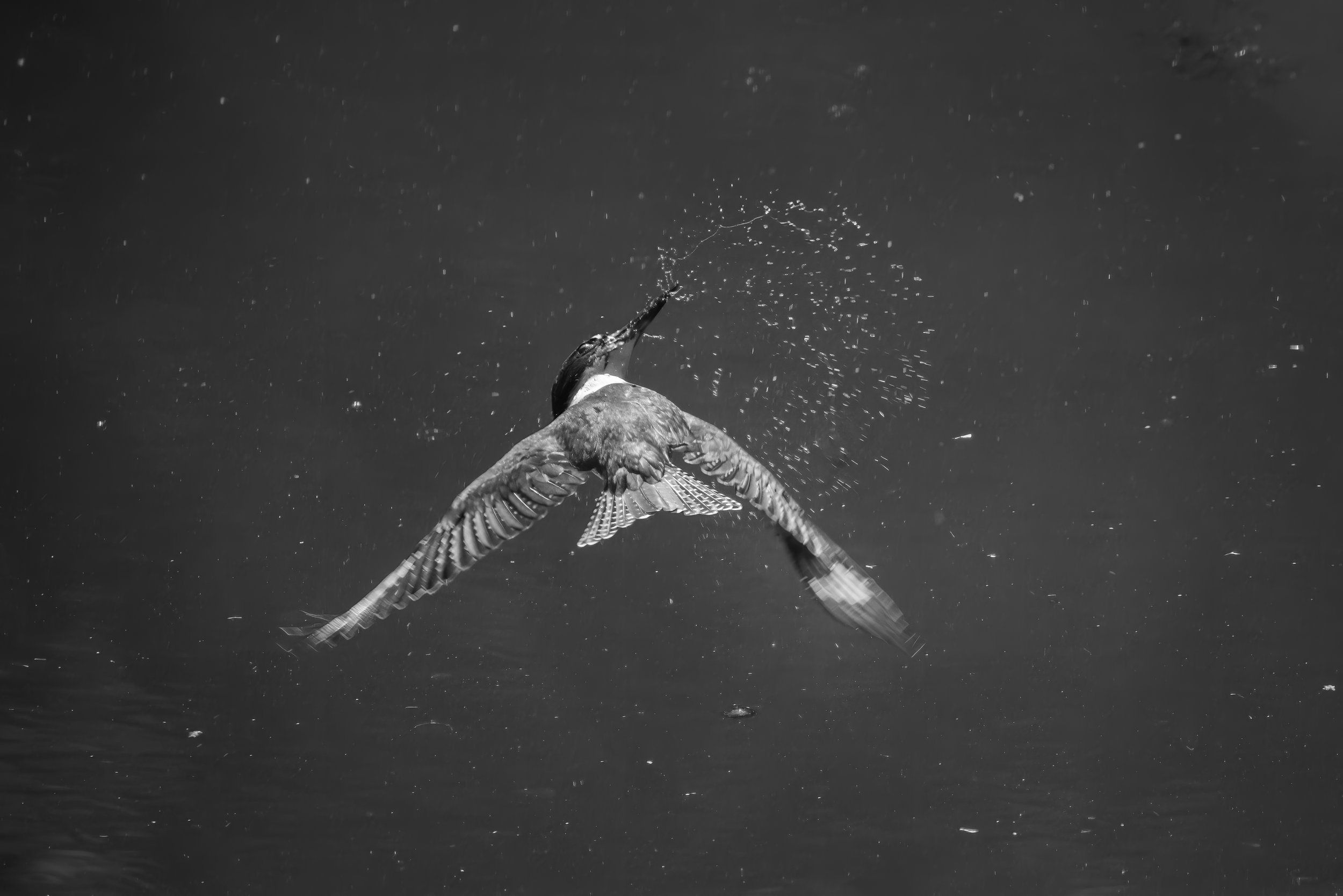 Belted Kingfisher (Megaceryle alcyon) — Spread wings and flying droplets mark the instant a kingfisher leaves the water.