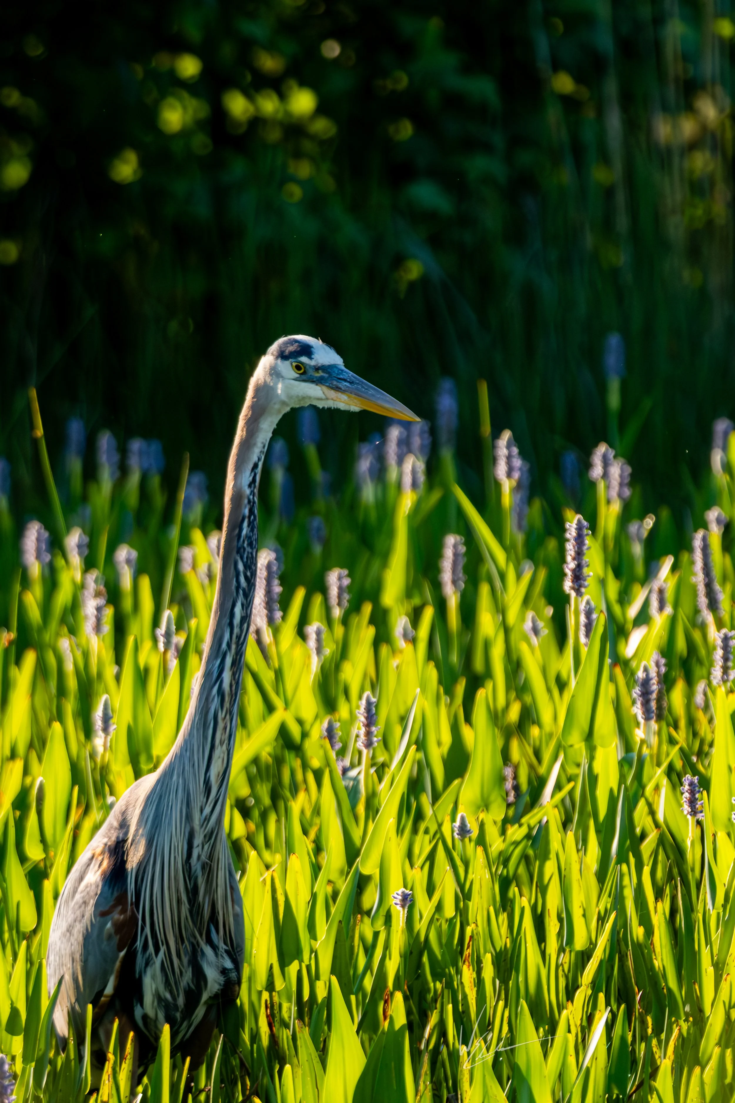 A heron standing among tall green plants with purple flowers, with dark foliage in the background.