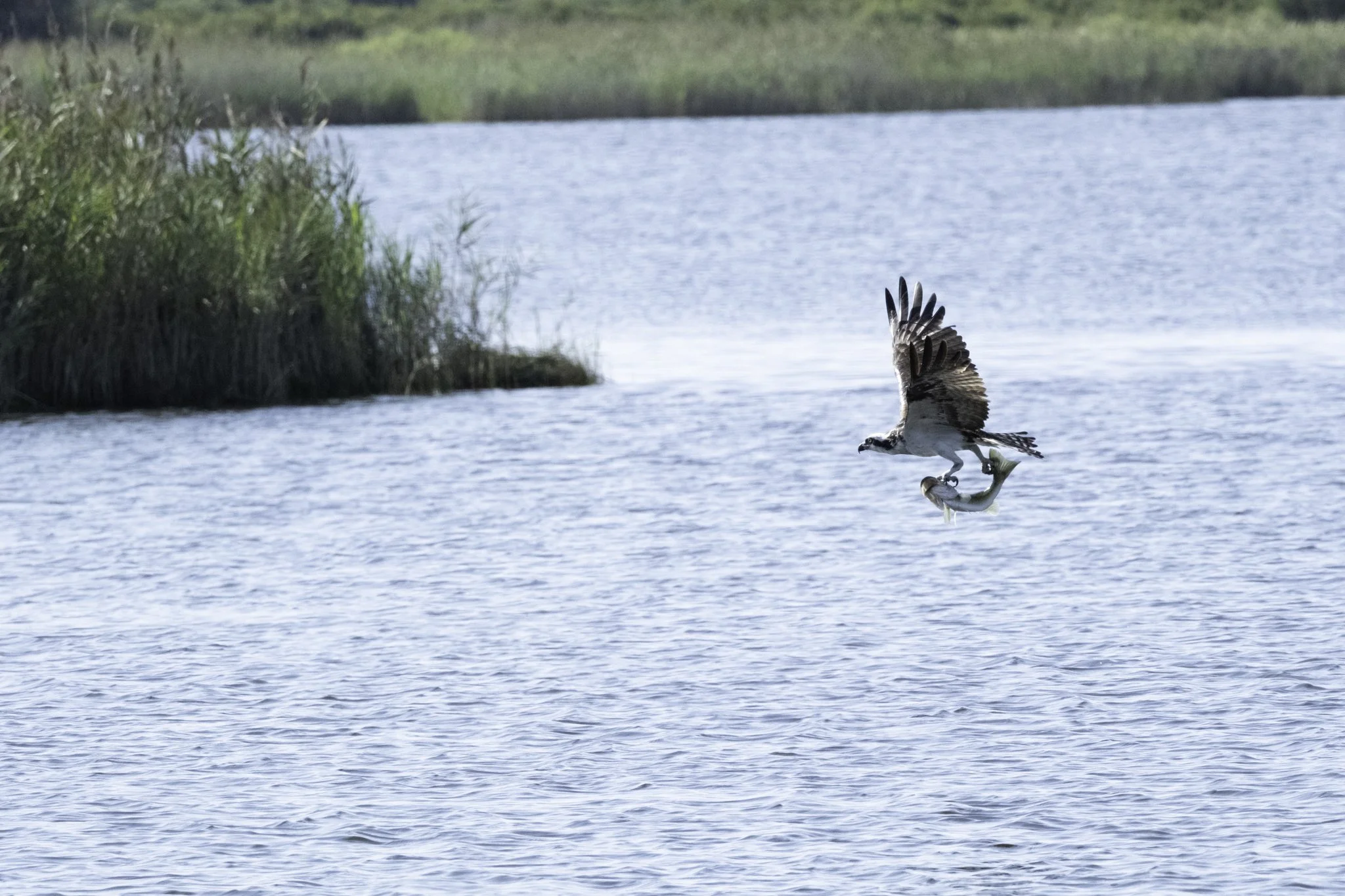 An osprey catching a fish in a body of water, with marsh grass on the left and a calm water surface in the background.