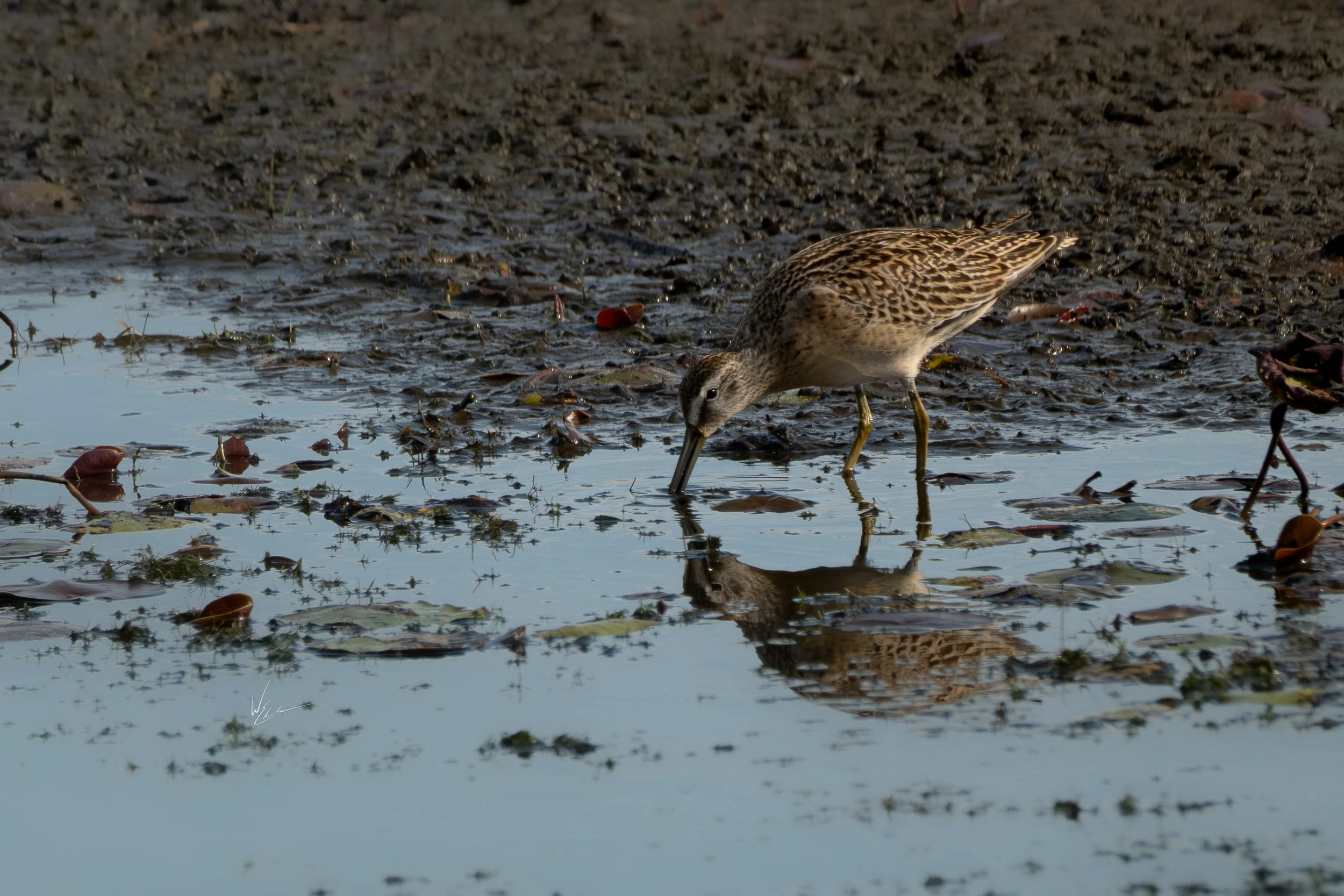 A shorebird wading in shallow water with plants and leaves, reflected in the water, at the edge of a muddy area.