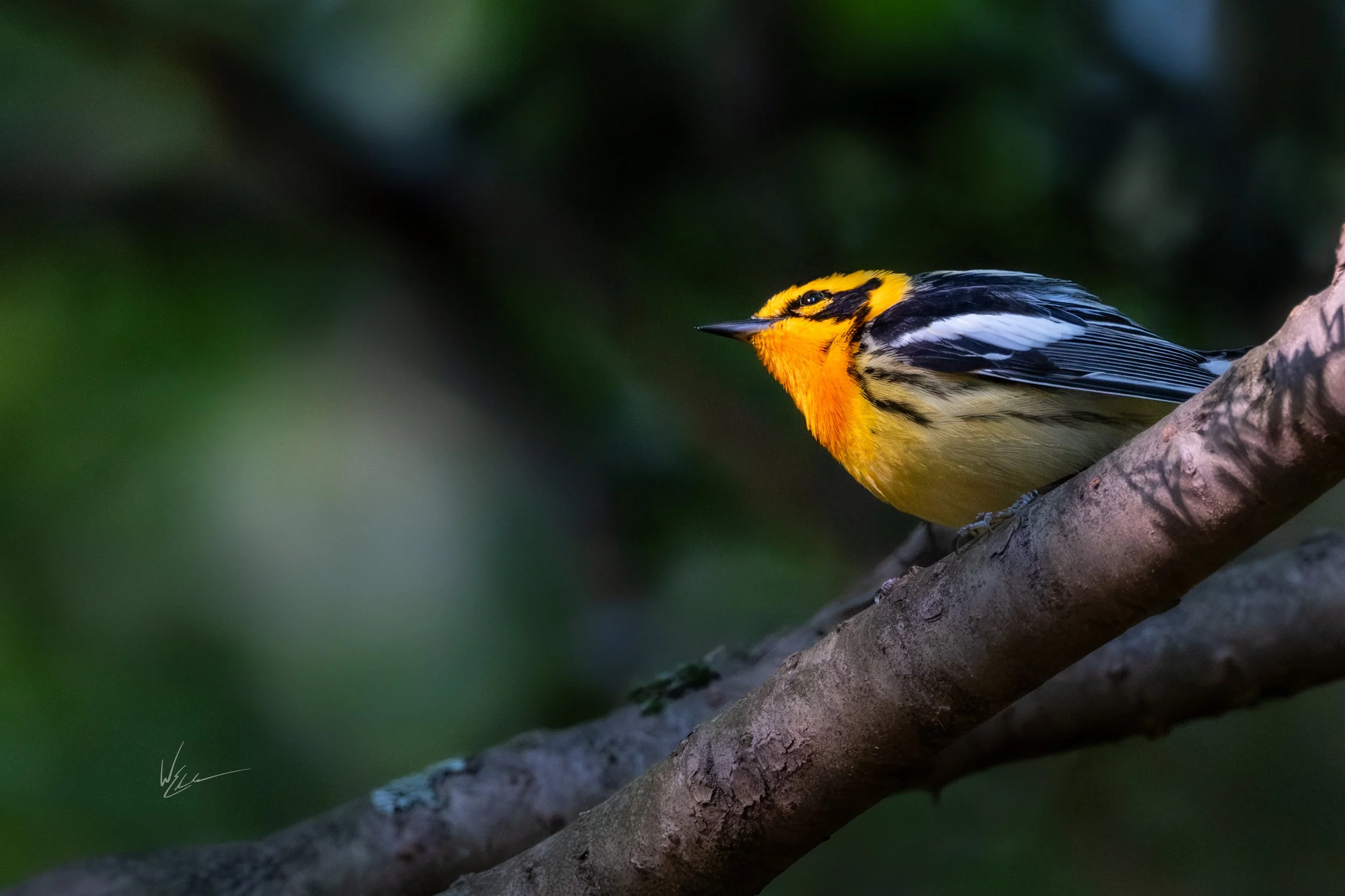 A brightly colored yellow, black, and white songbird perched on a tree branch against a blurred green background.
