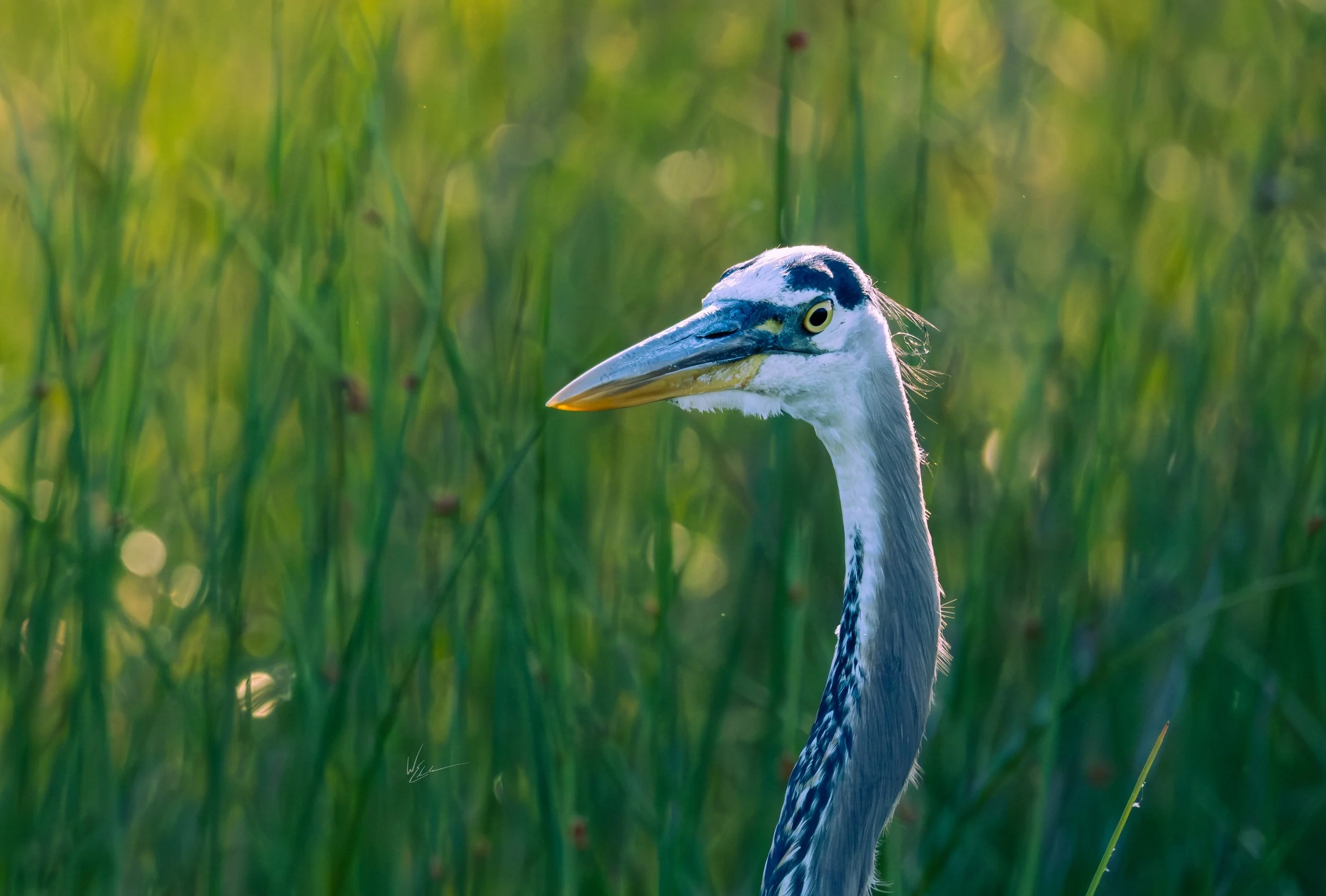Close-up of a heron with a long neck and beak, standing amidst tall green grass.
