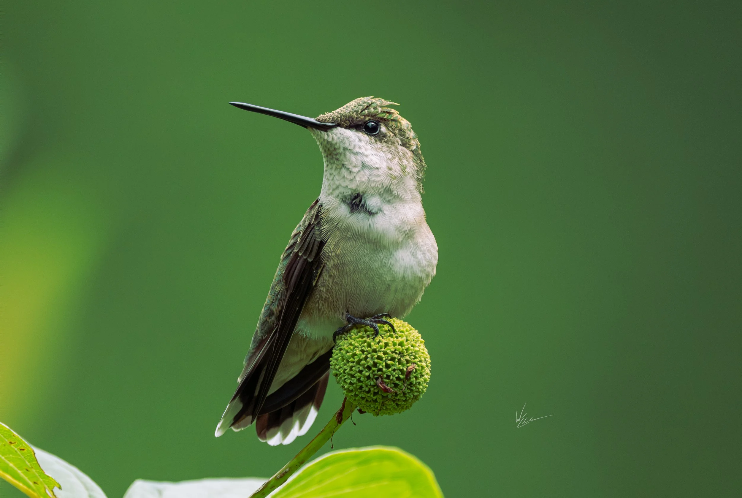 A hummingbird perched on a green seed pod against a blurry green background.