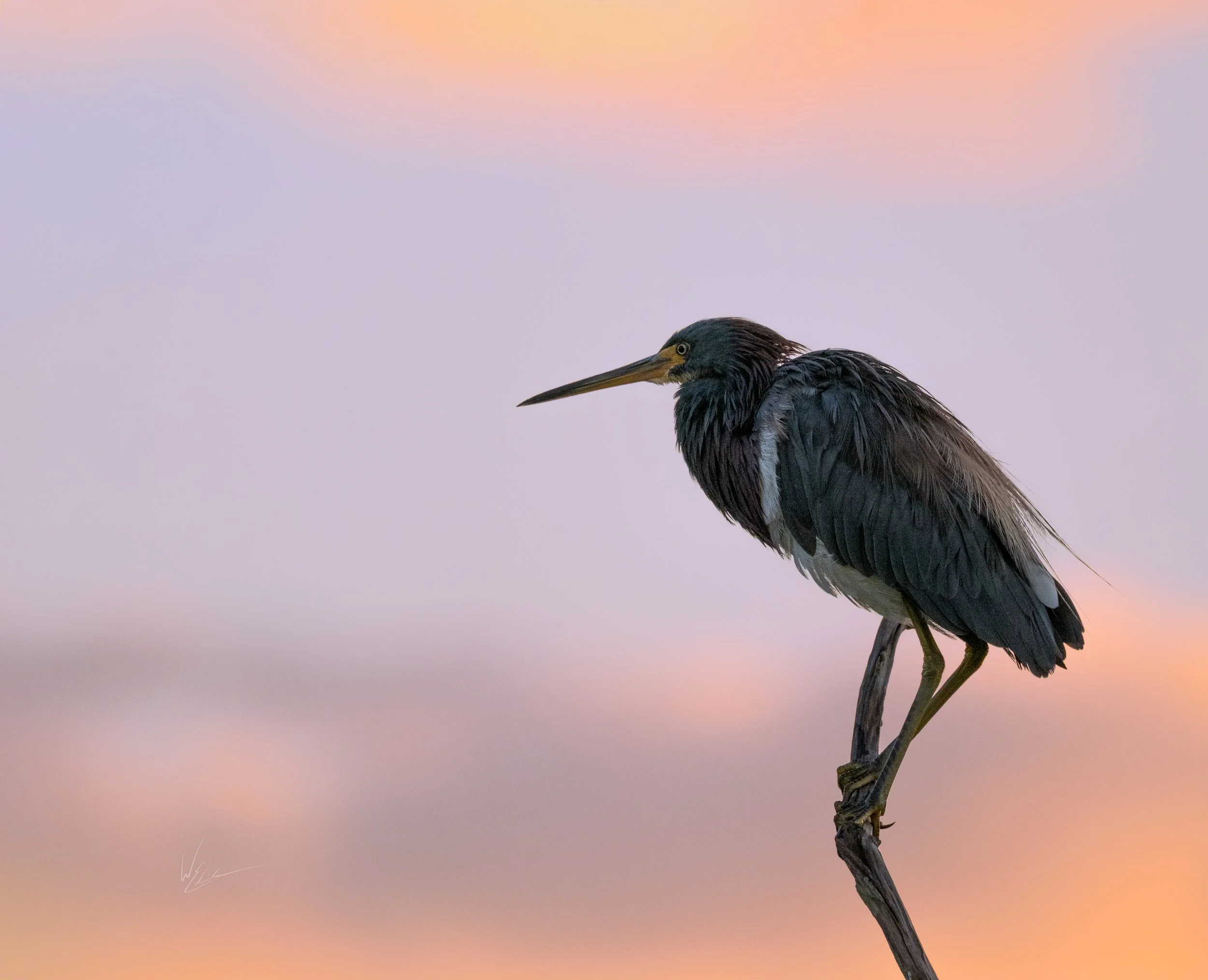 A heron standing on a branch against a soft, pastel-colored sky during sunset.