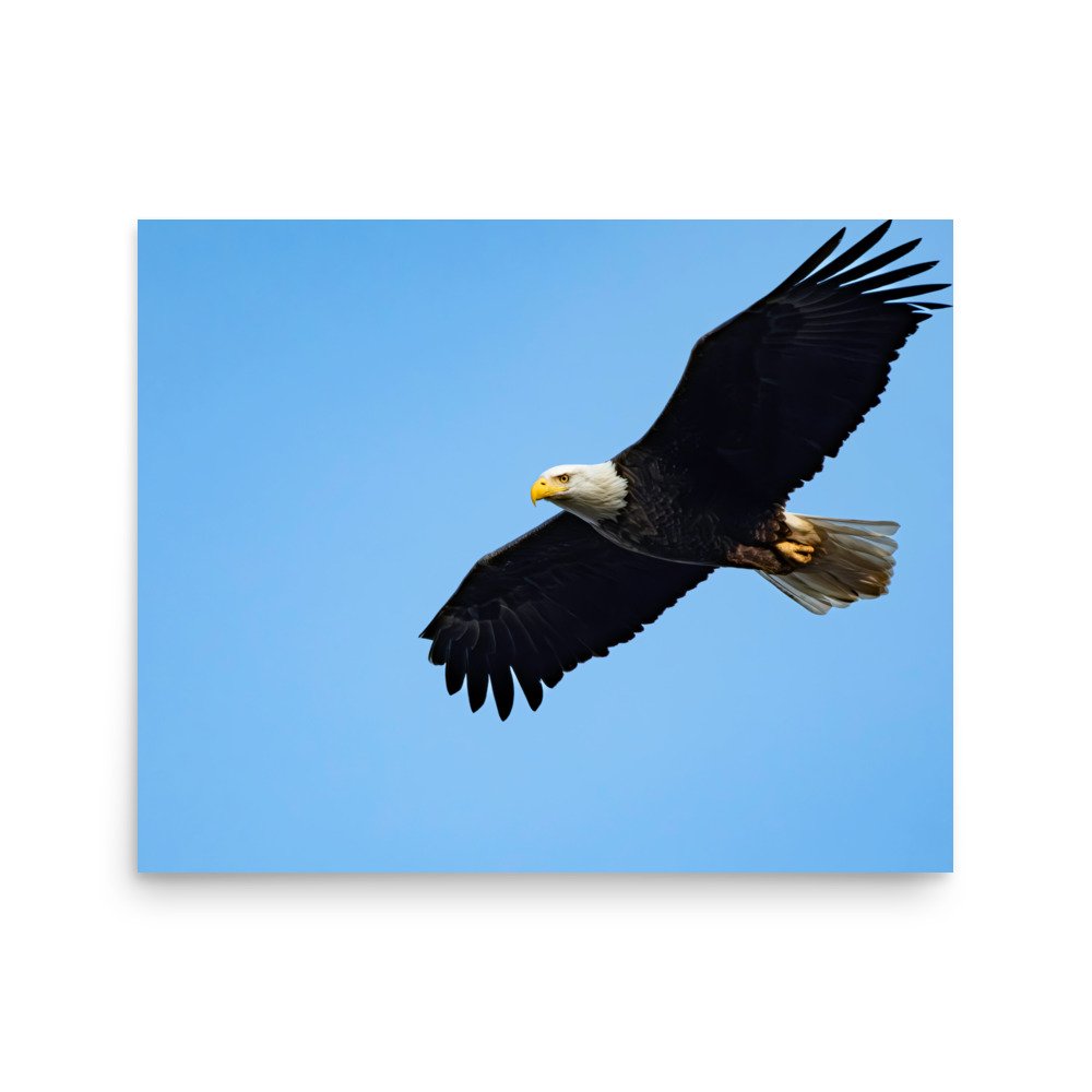 premium-luster-photo-paper-poster-(in)-16x20-front-67d623f8249d5.jpg