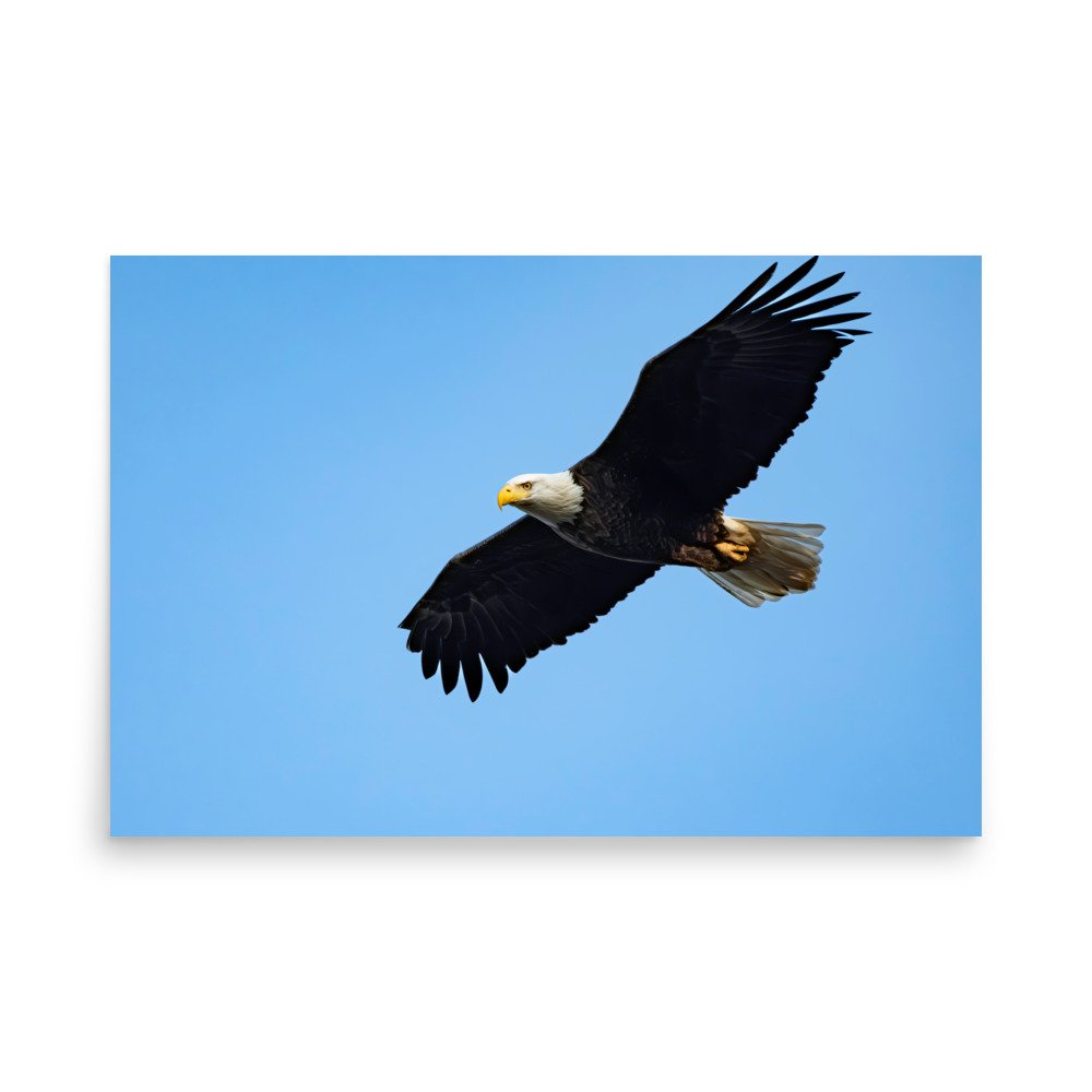 premium-luster-photo-paper-poster-(in)-24x36-front-67d623f824c5f.jpg
