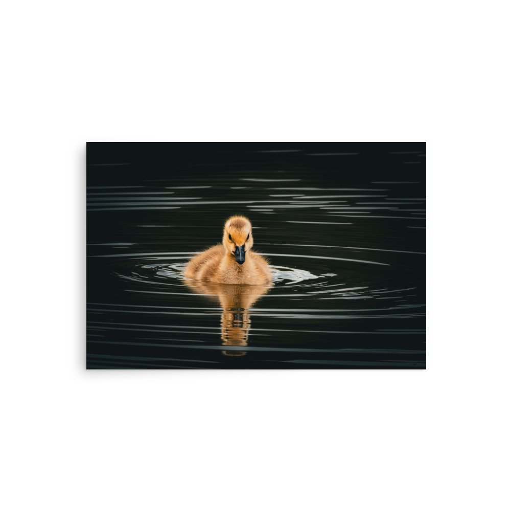 premium-luster-photo-paper-poster-(in)-20x30-front-67d644c82cec9.jpg