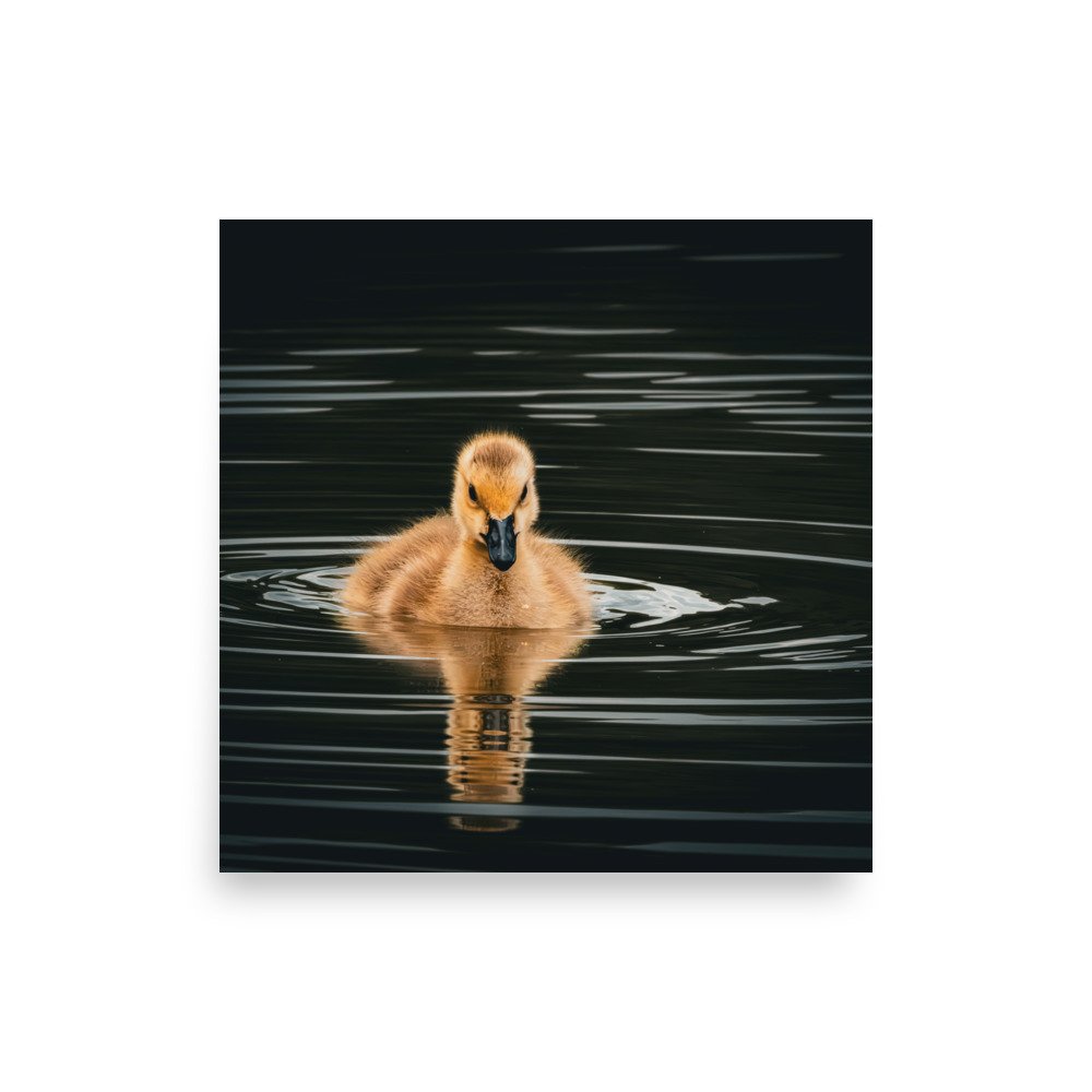 premium-luster-photo-paper-poster-(in)-10x10-front-67d644c82d717.jpg