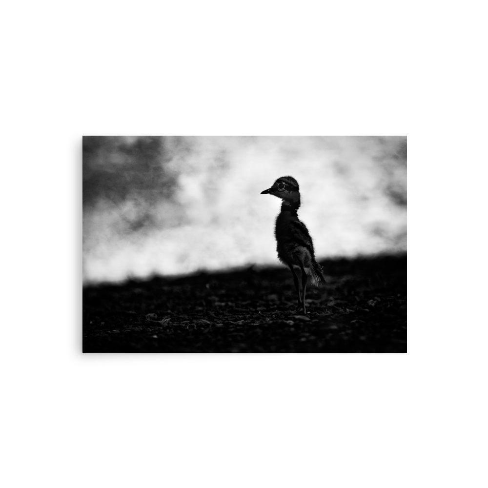 First Light, First Steps