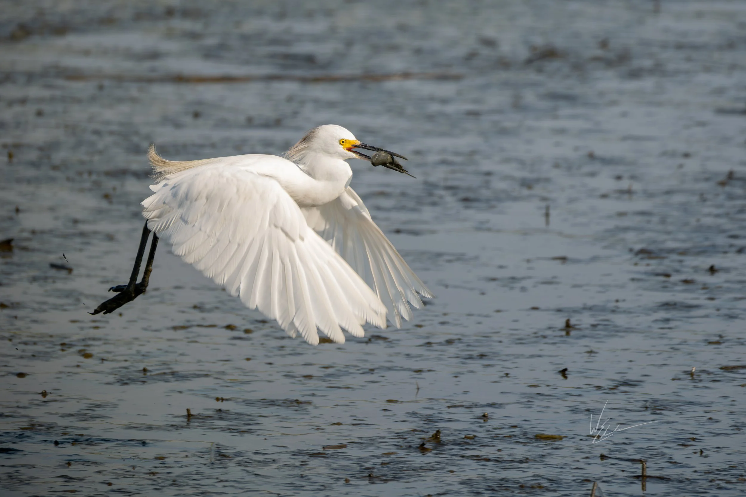A white heron flying over water with a fish in its beak.