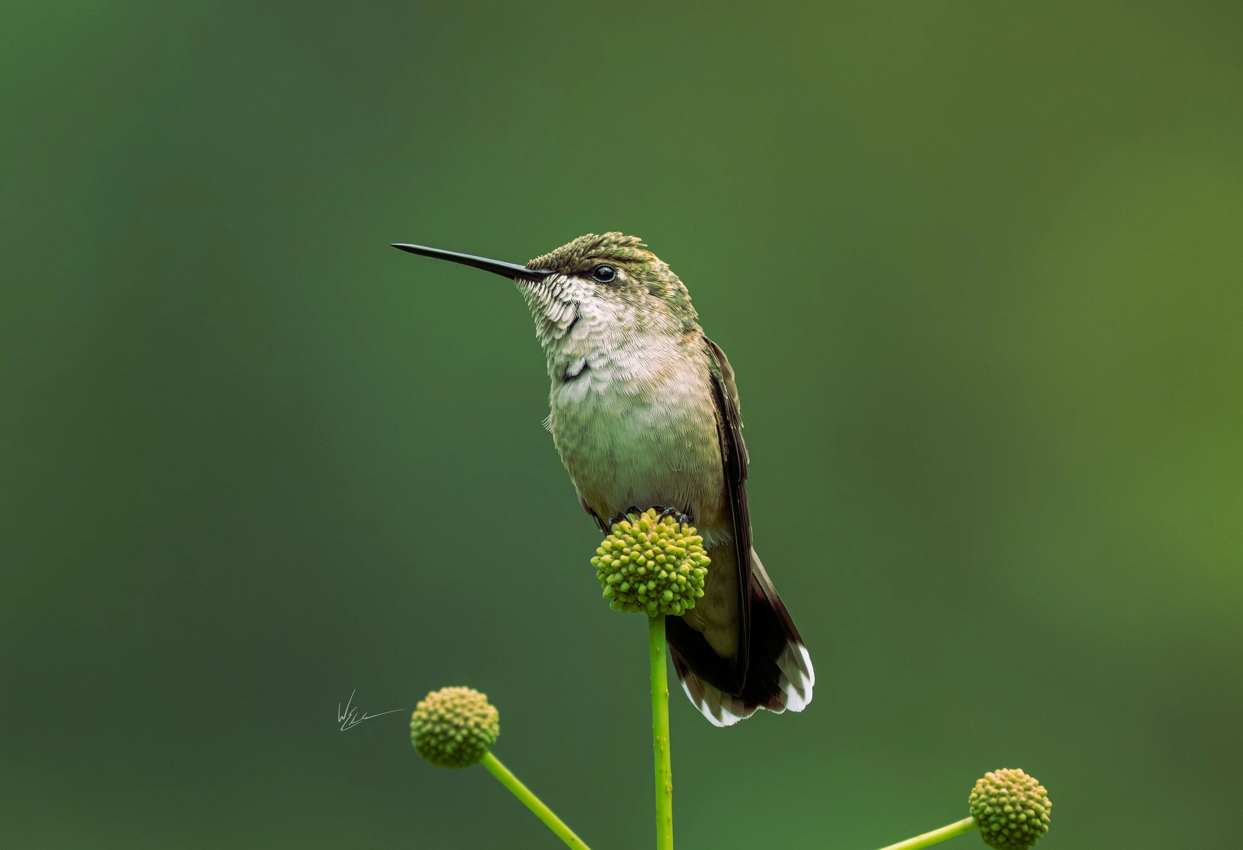 A close-up of a hummingbird perched on a green flower stalk against a blurred green background.