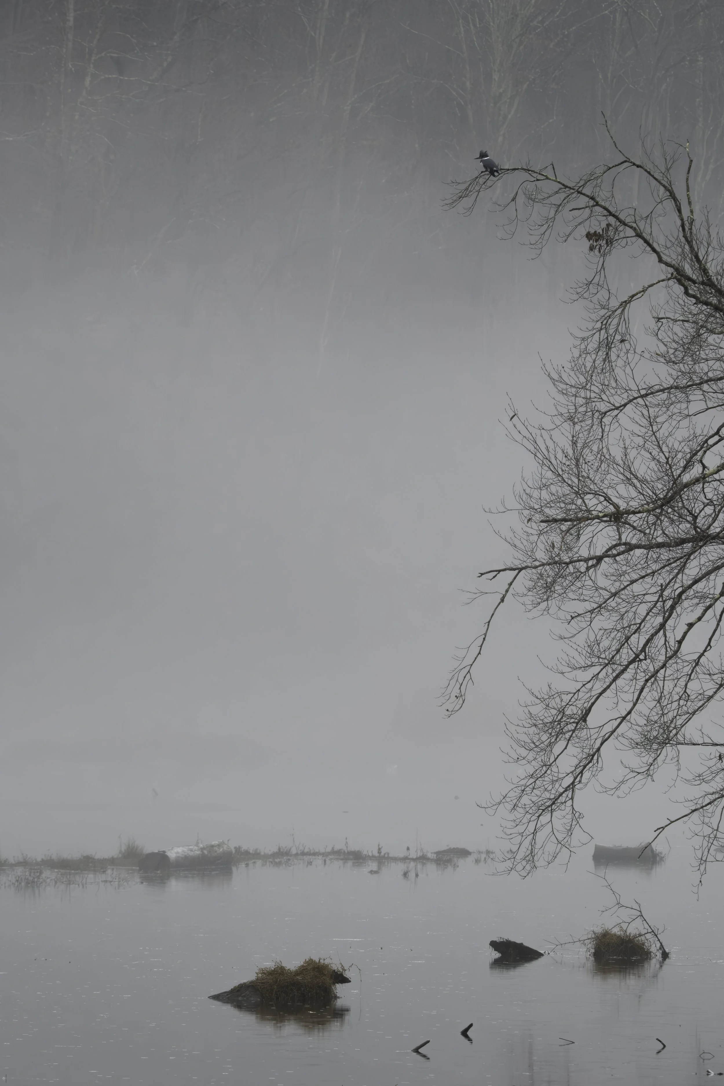 A foggy lakeside scene with a leafless tree extending over the water, rocks with grass on their tops, and a bird perched on a branch.