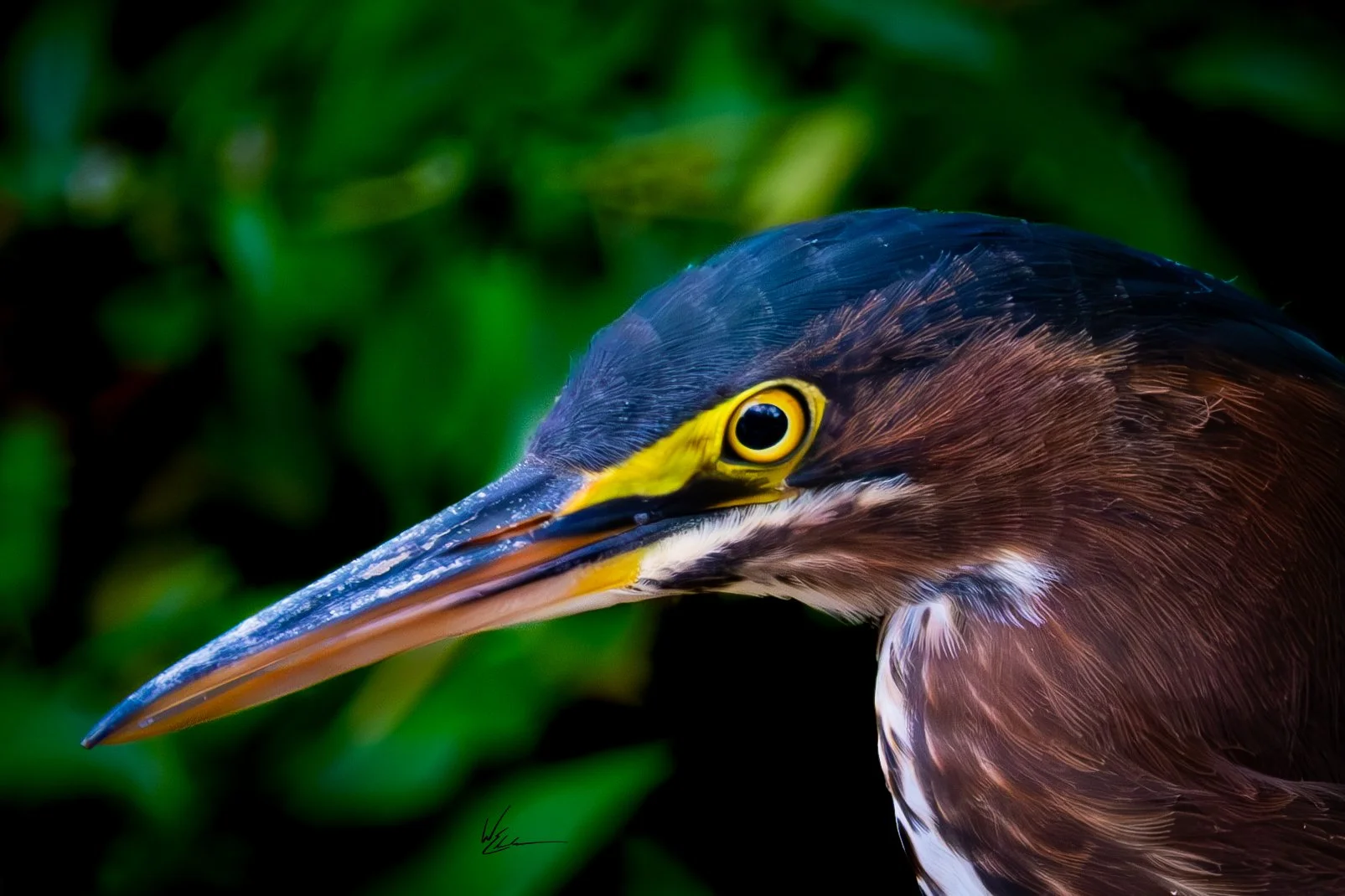 Close-up of a heron with a long, sharp beak, yellow eye, and dark blue and brown feathers, with a blurred green foliage background.