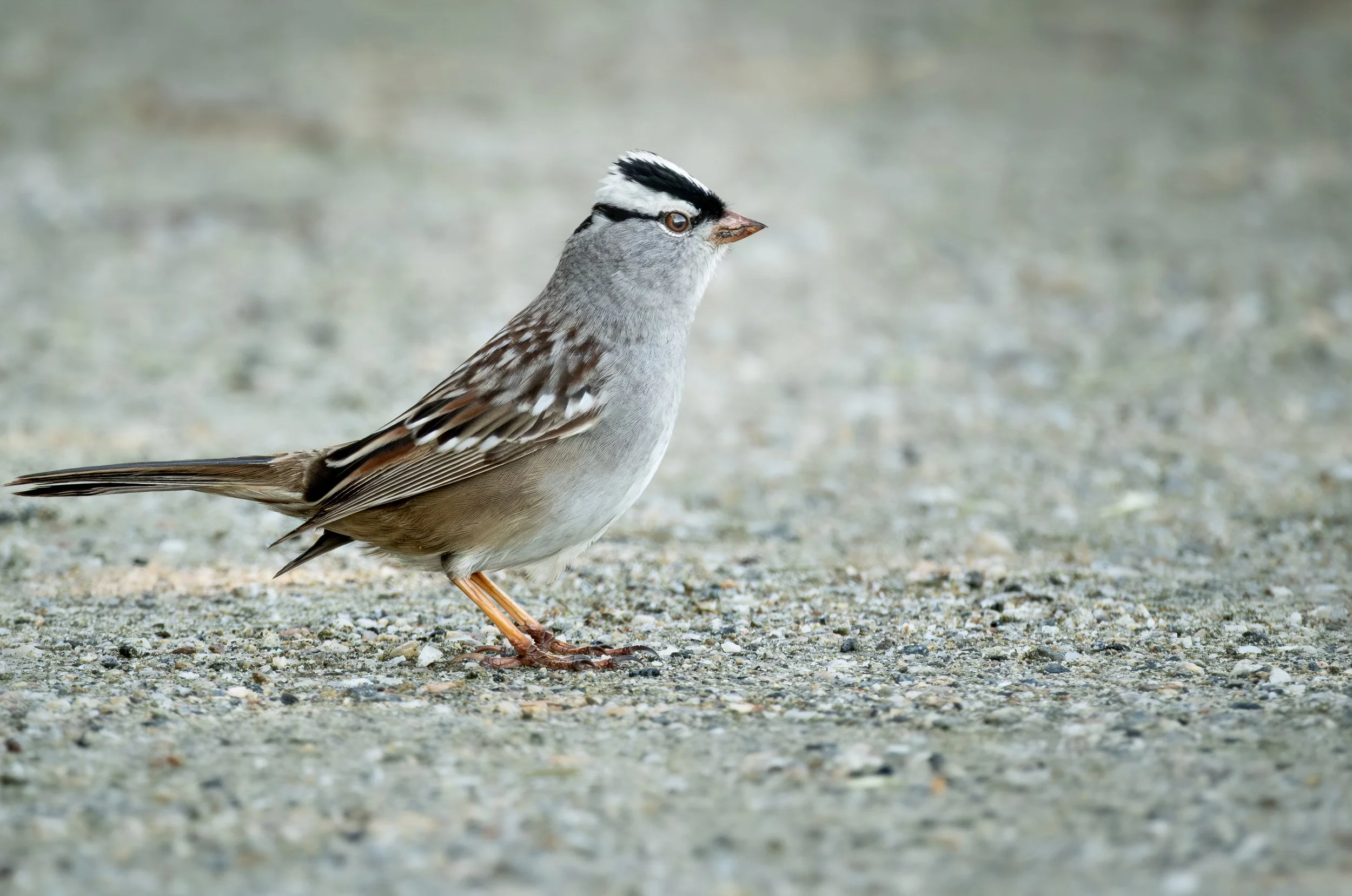 A small bird with a distinctive black and white striped head, gray and brown feathers, and orange legs standing on a gravelly ground.