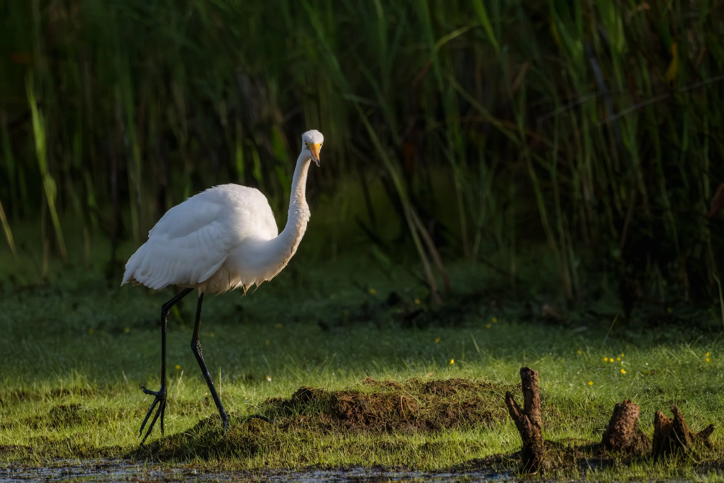 A white heron standing on grassy terrain near water, with tall green reeds in the background.