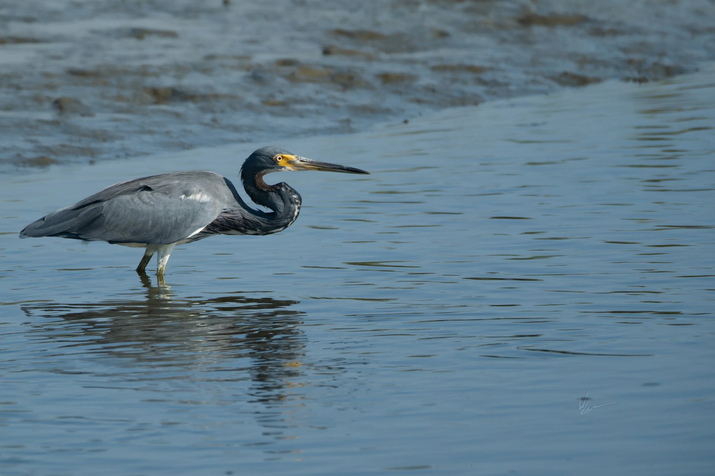 A heron standing in shallow water and looking to the right.