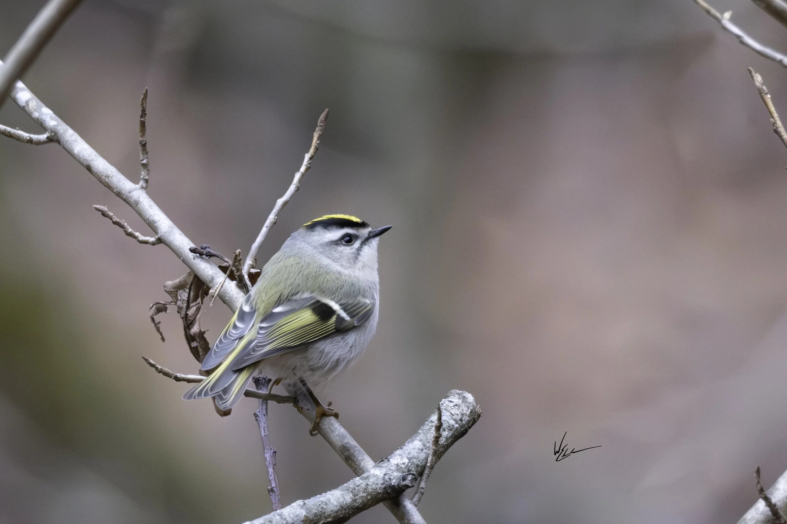 A small bird with gray and yellow feathers perched on a bare branch against a soft, blurred background.
