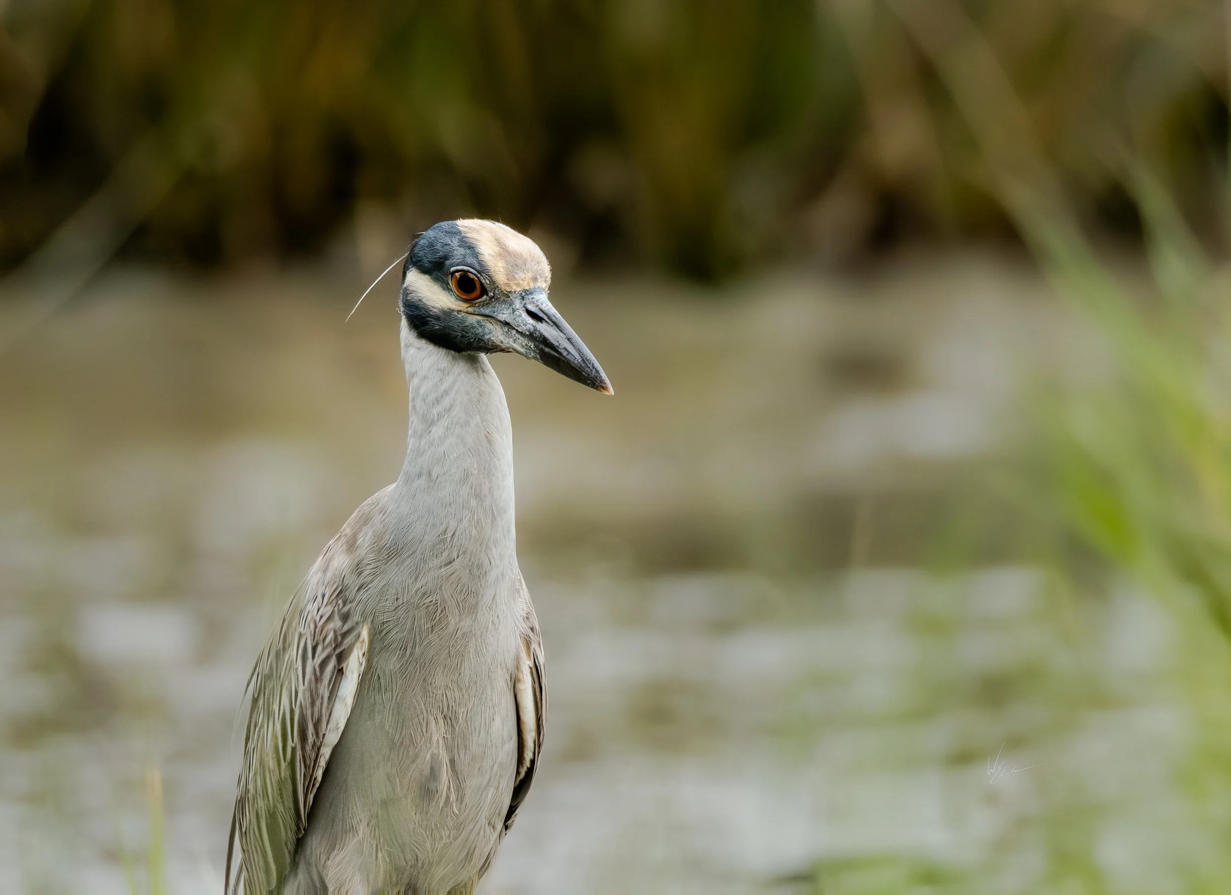 A close-up of a bird standing near water, with a pale body, black and white head, distinctive facial features, and a long, pointed beak.